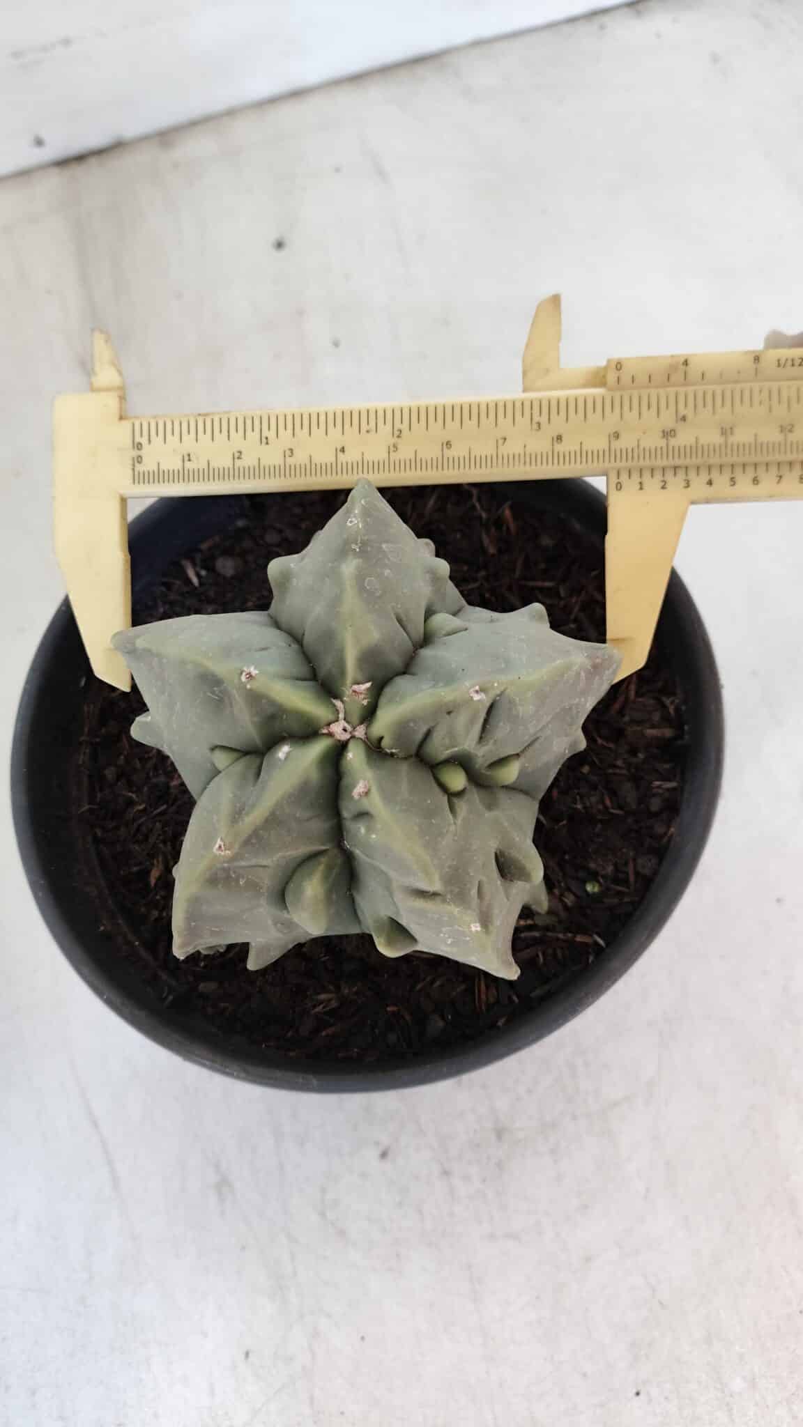 ASTROPHYTUM MYRIOSTIGMA cv FUKURYU Nudum  Nº 1000 – vaso 15