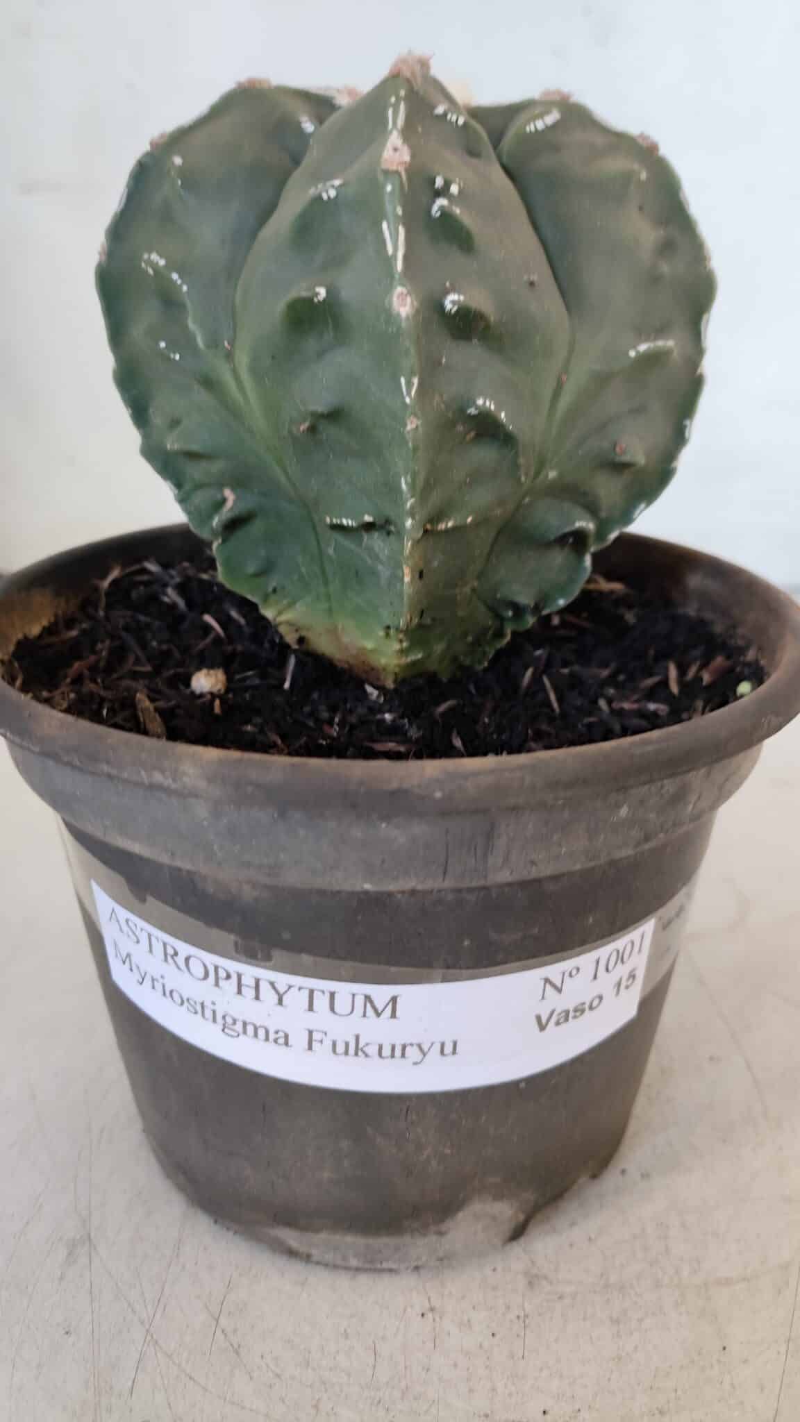 ASTROPHYTUM MYRIOSTIGMA cv FUKURYU Nudum  Nº 1001 – vaso 10