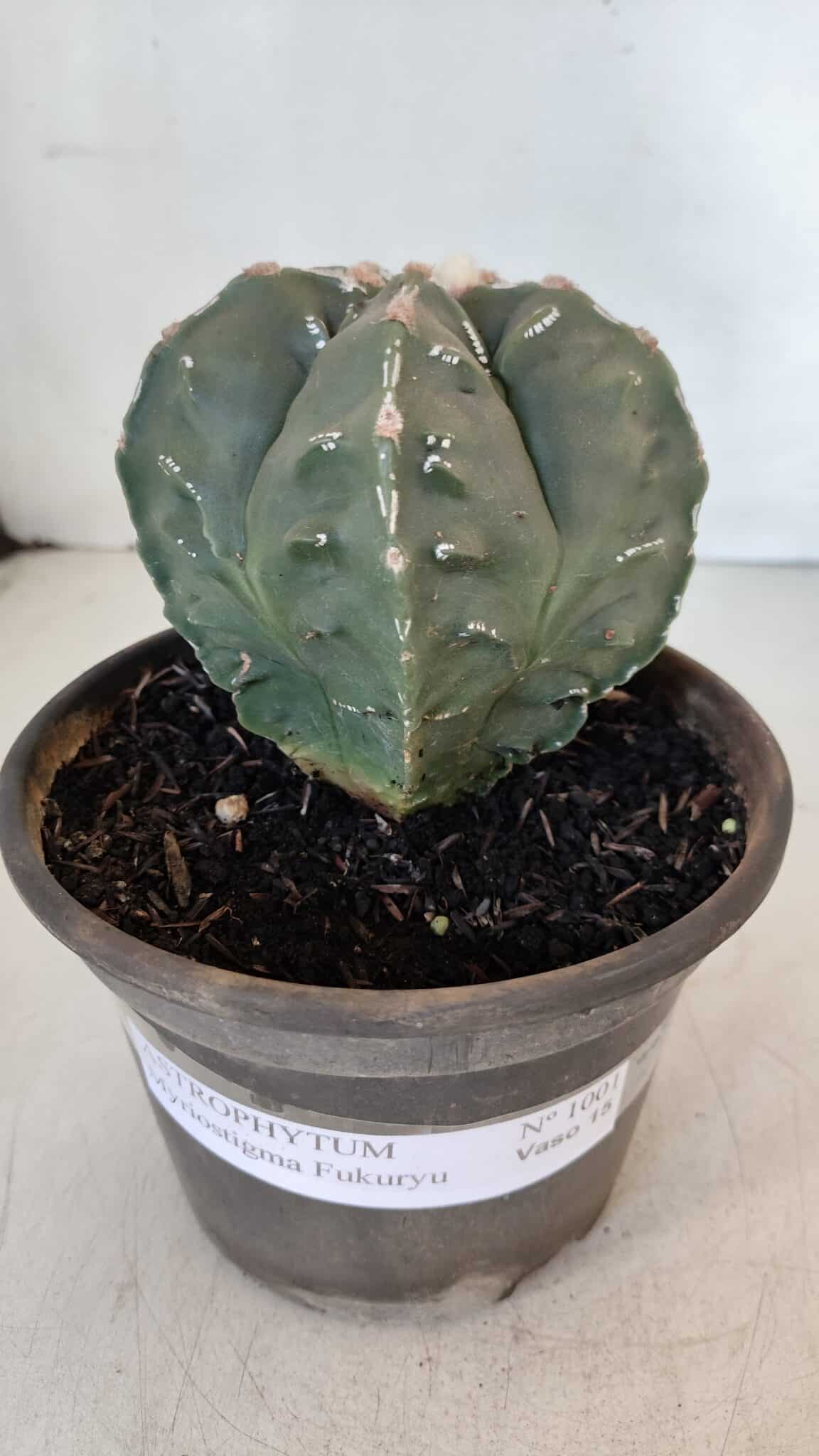 ASTROPHYTUM MYRIOSTIGMA cv FUKURYU Nudum  Nº 1001 – vaso 10