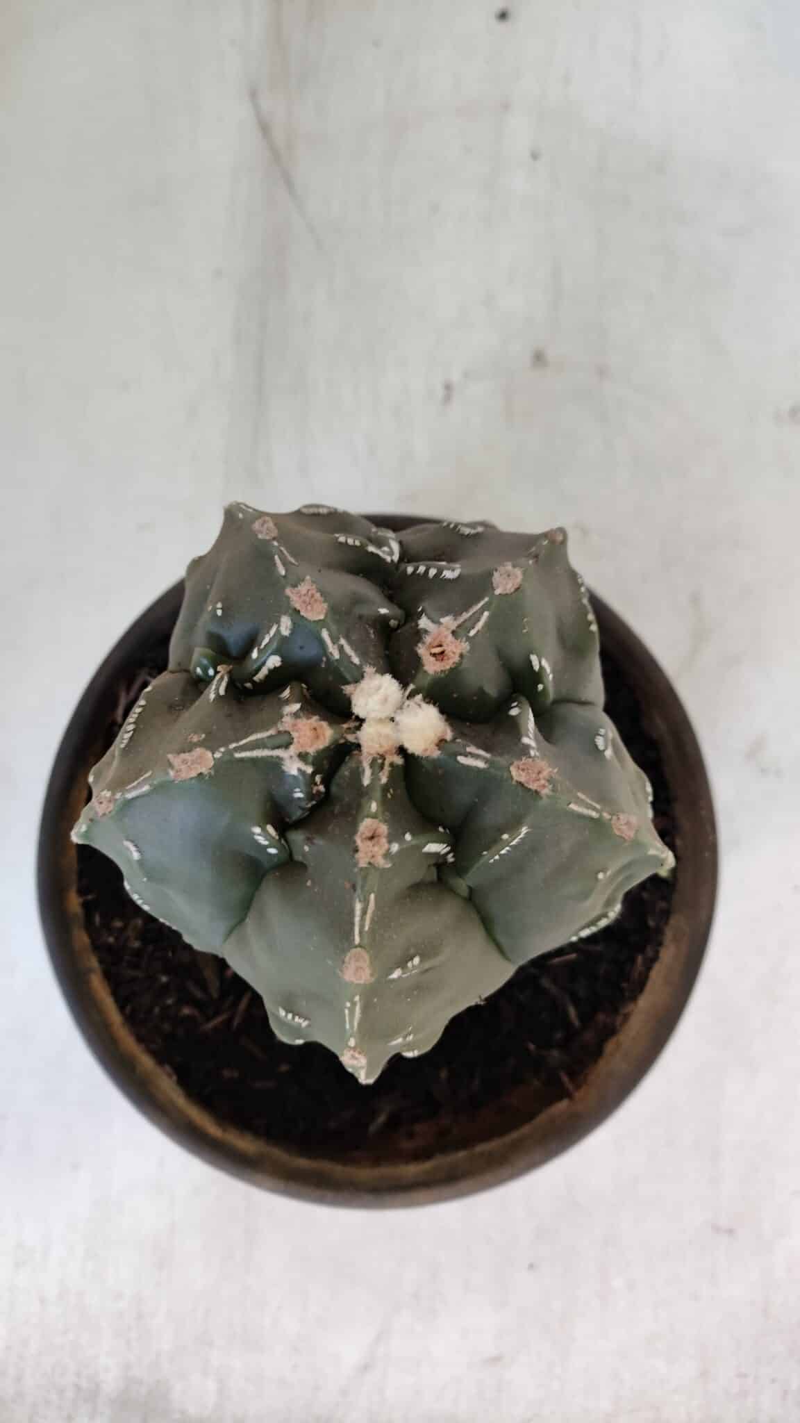 ASTROPHYTUM MYRIOSTIGMA cv FUKURYU Nudum  Nº 1001 – vaso 10