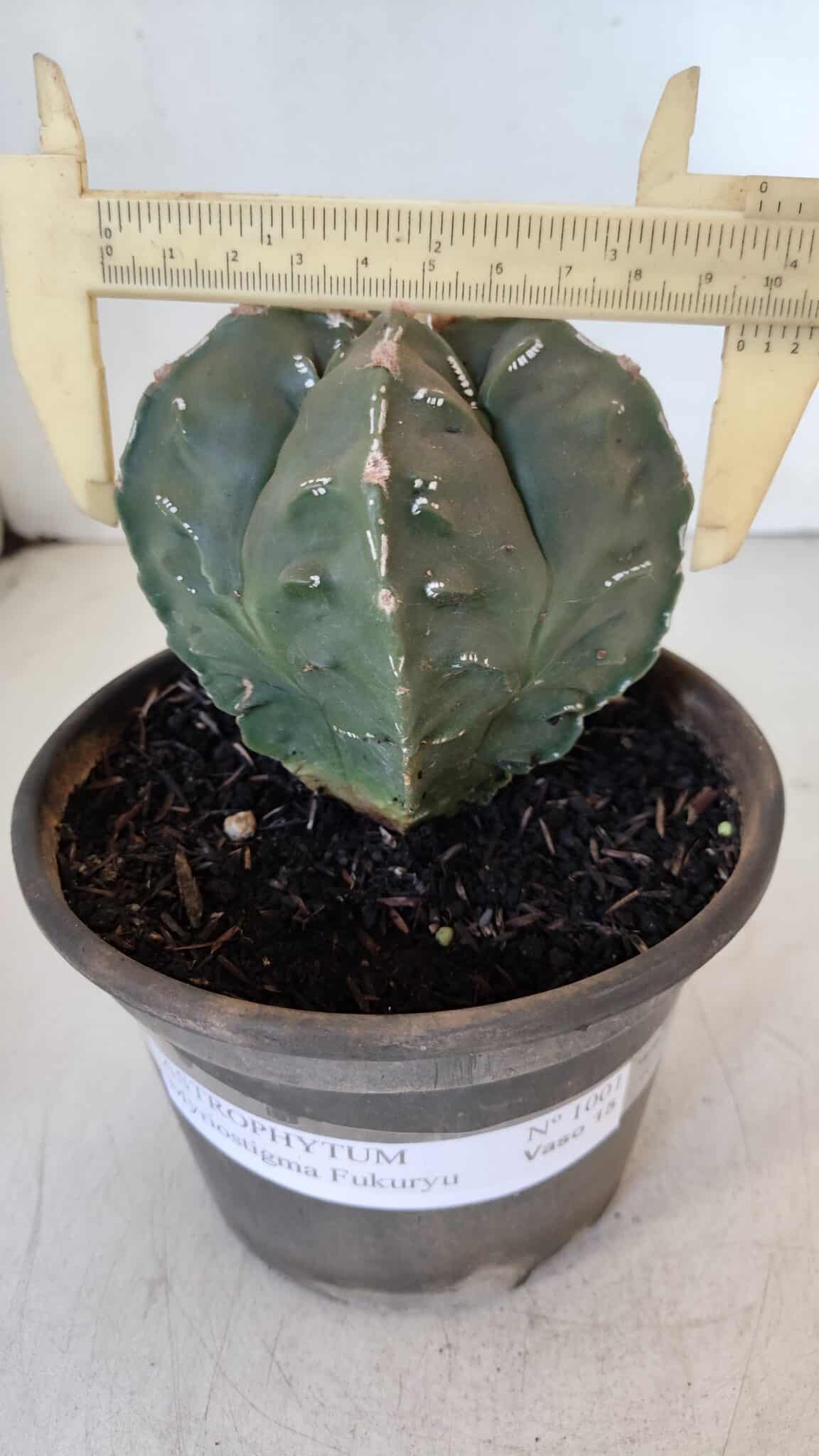 ASTROPHYTUM MYRIOSTIGMA cv FUKURYU Nudum  Nº 1001 – vaso 10