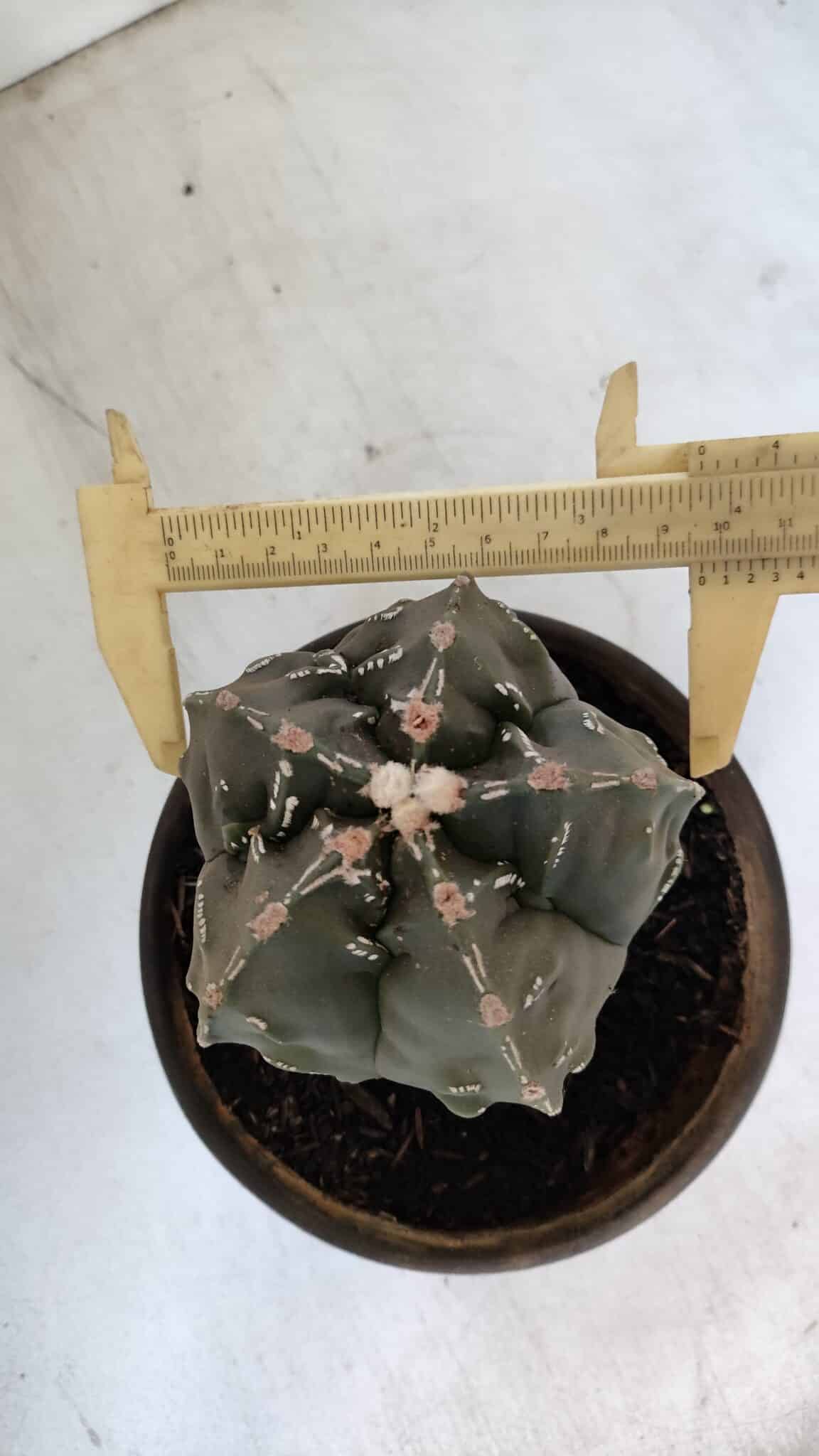 ASTROPHYTUM MYRIOSTIGMA cv FUKURYU Nudum  Nº 1001 – vaso 10
