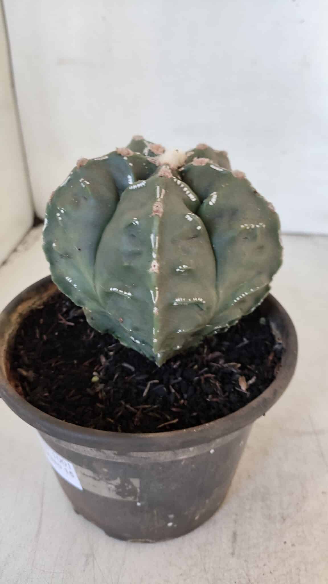 ASTROPHYTUM MYRIOSTIGMA cv FUKURYU Nudum  Nº 1001 – vaso 10