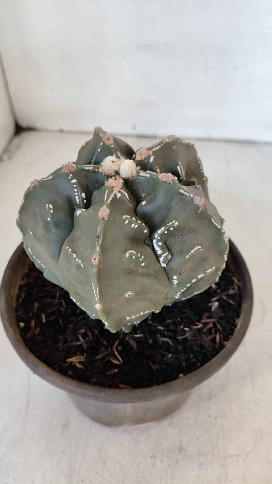 ASTROPHYTUM MYRIOSTIGMA cv FUKURYU Nudum  Nº 1001 – vaso 10