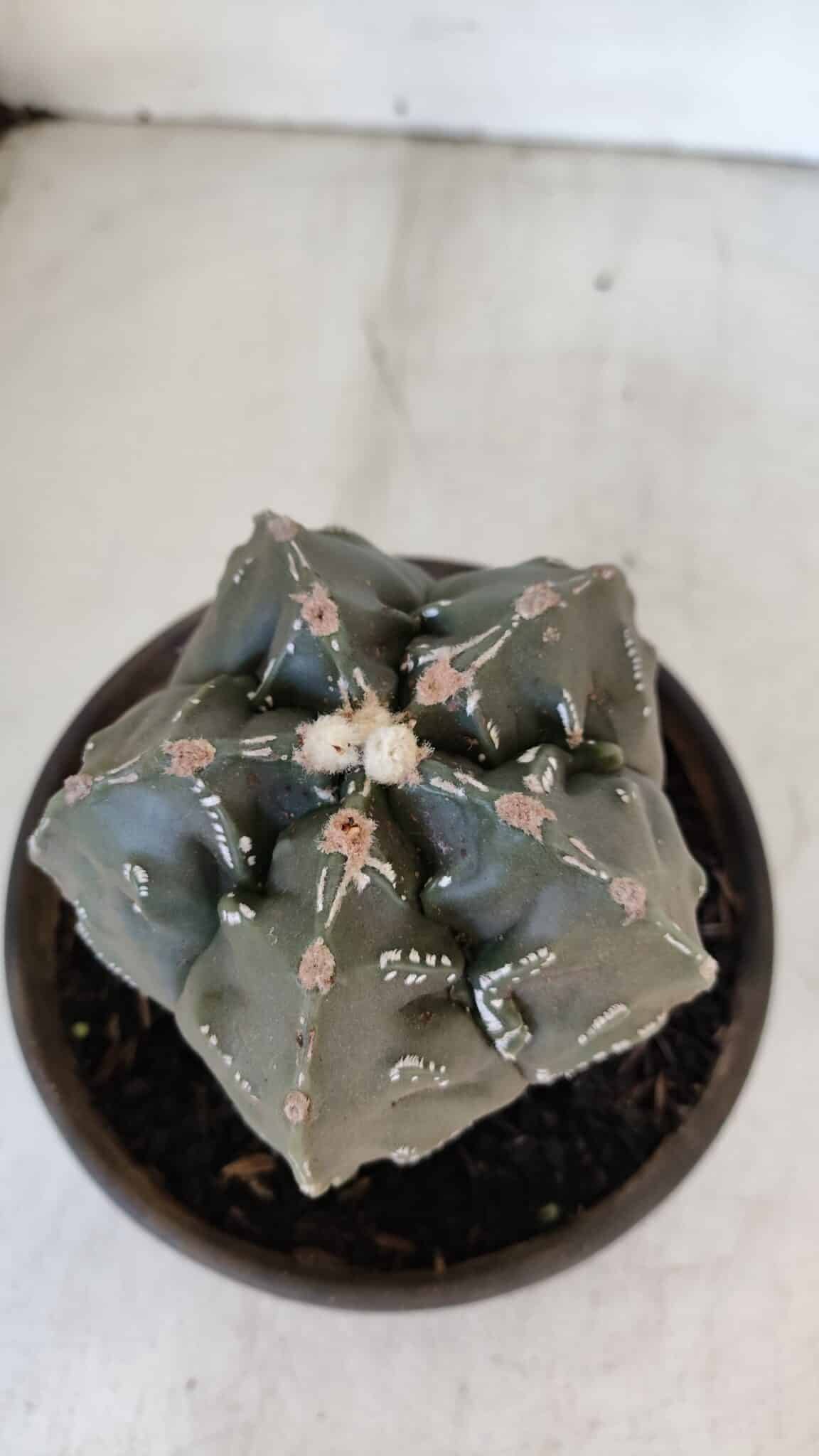 ASTROPHYTUM MYRIOSTIGMA cv FUKURYU Nudum  Nº 1001 – vaso 10
