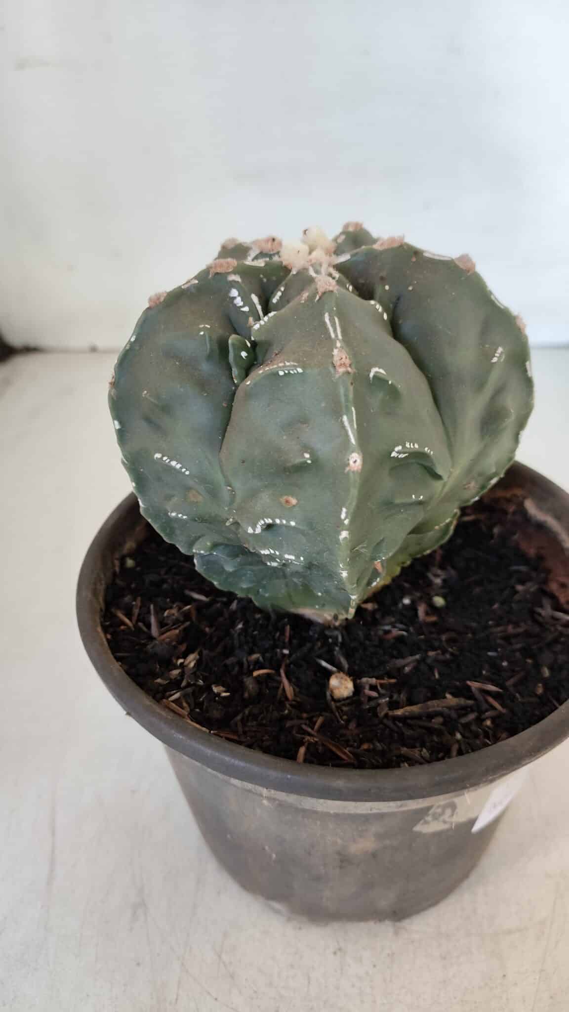 ASTROPHYTUM MYRIOSTIGMA cv FUKURYU Nudum  Nº 1001 – vaso 10