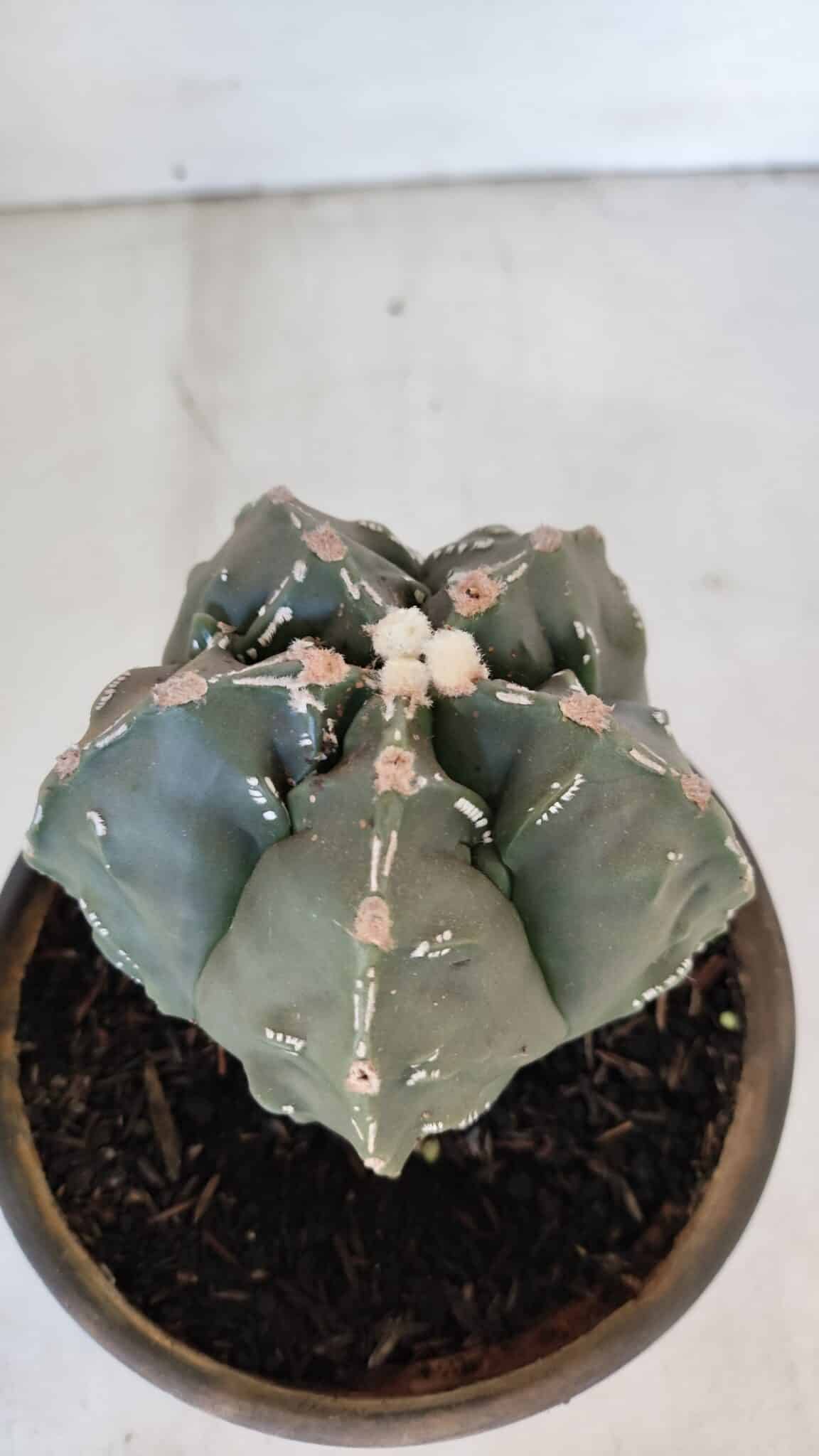 ASTROPHYTUM MYRIOSTIGMA cv FUKURYU Nudum  Nº 1001 – vaso 10