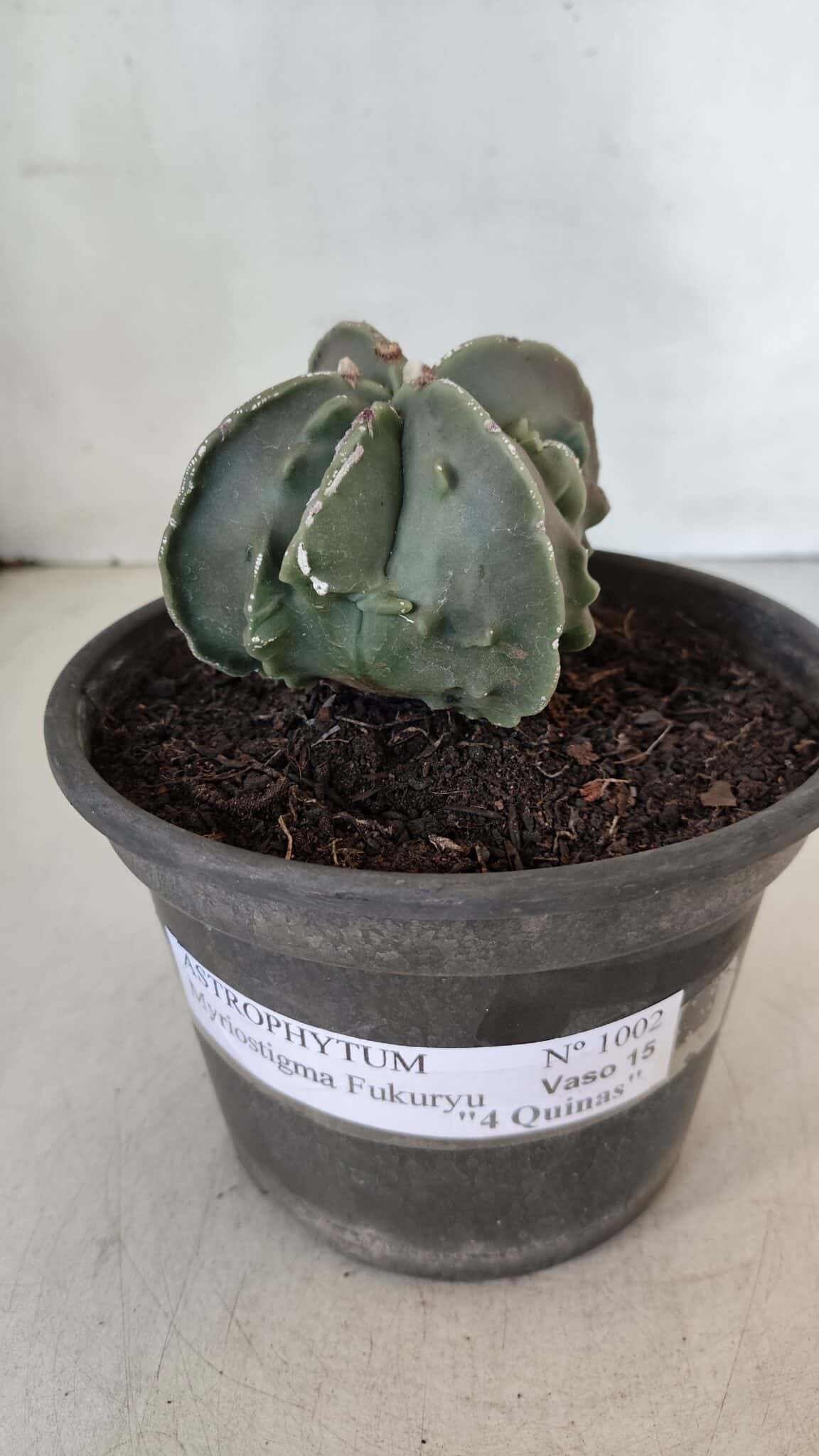 ASTROPHYTUM MYRIOSTIGMA cv FUKURYU "4 QUINAS"  Nº 1002 – vaso 15