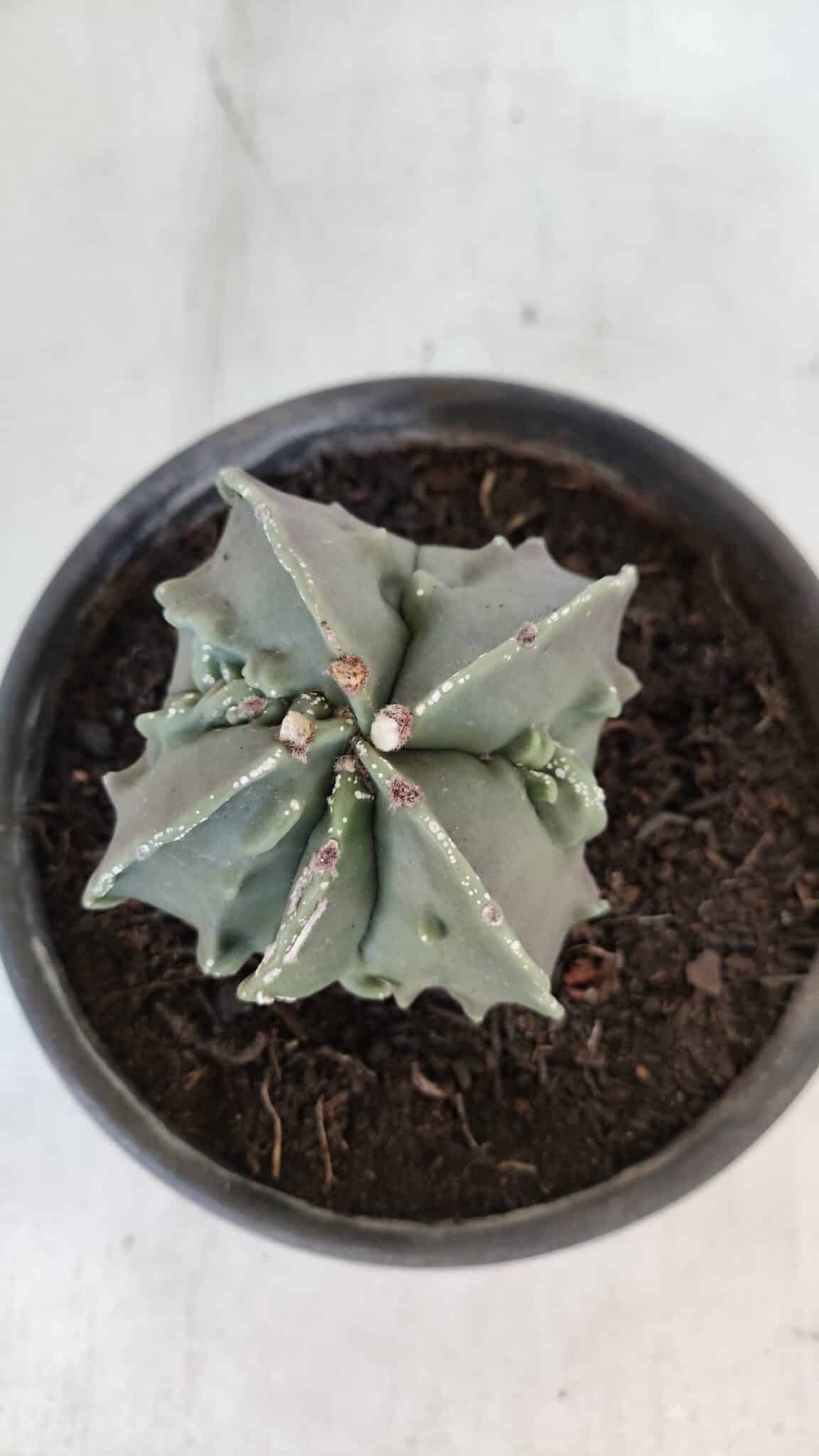 ASTROPHYTUM MYRIOSTIGMA cv FUKURYU "4 QUINAS"  Nº 1002 – vaso 15