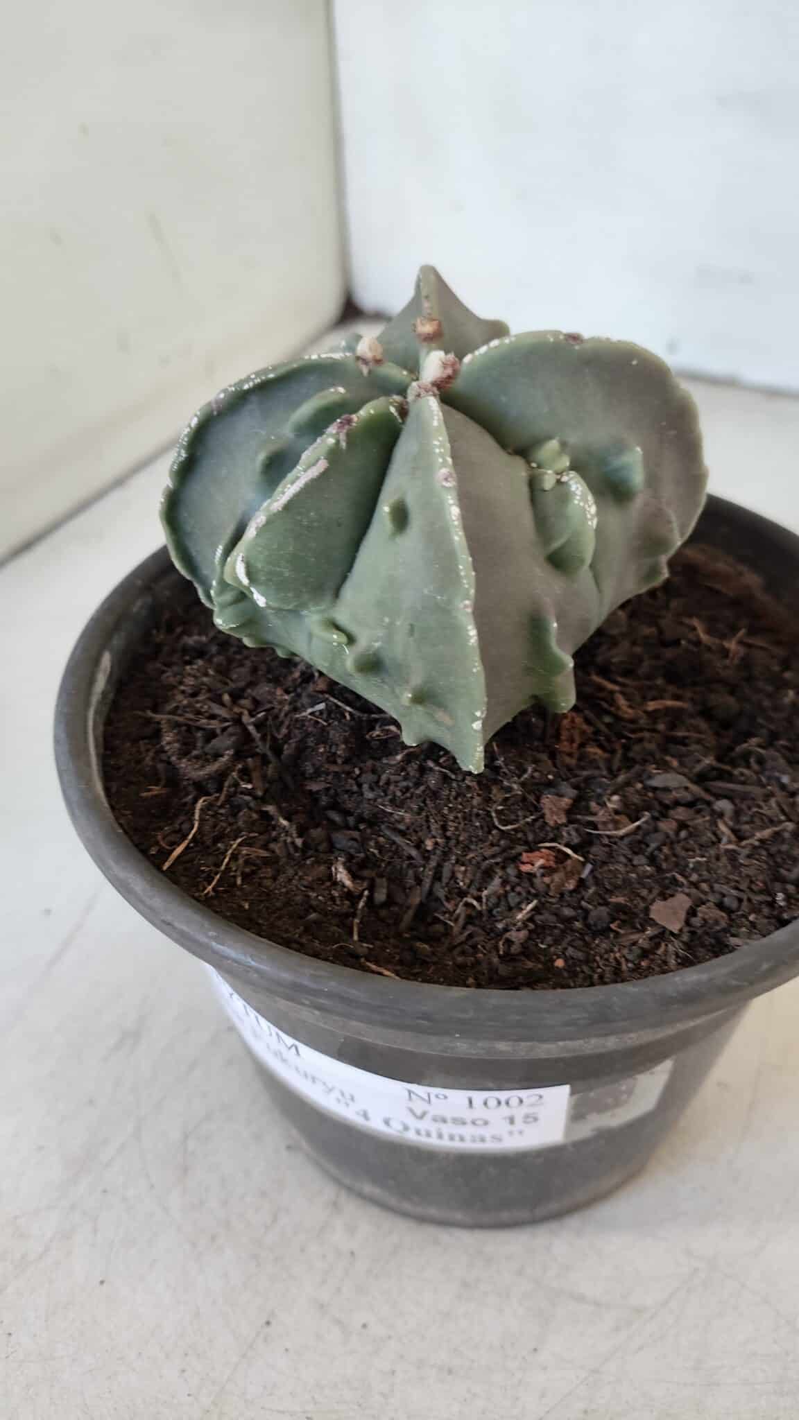 ASTROPHYTUM MYRIOSTIGMA cv FUKURYU "4 QUINAS"  Nº 1002 – vaso 15