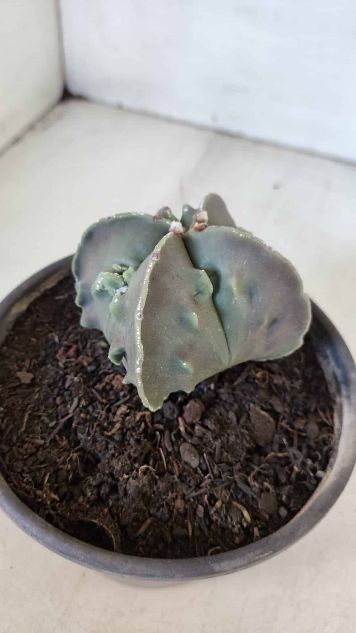 ASTROPHYTUM MYRIOSTIGMA cv FUKURYU "4 QUINAS"  Nº 1002 – vaso 15