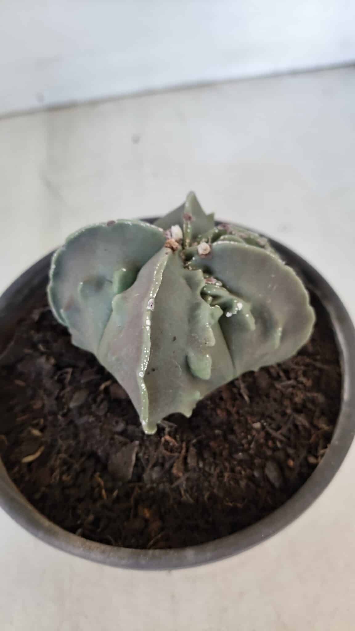 ASTROPHYTUM MYRIOSTIGMA cv FUKURYU "4 QUINAS"  Nº 1002 – vaso 15