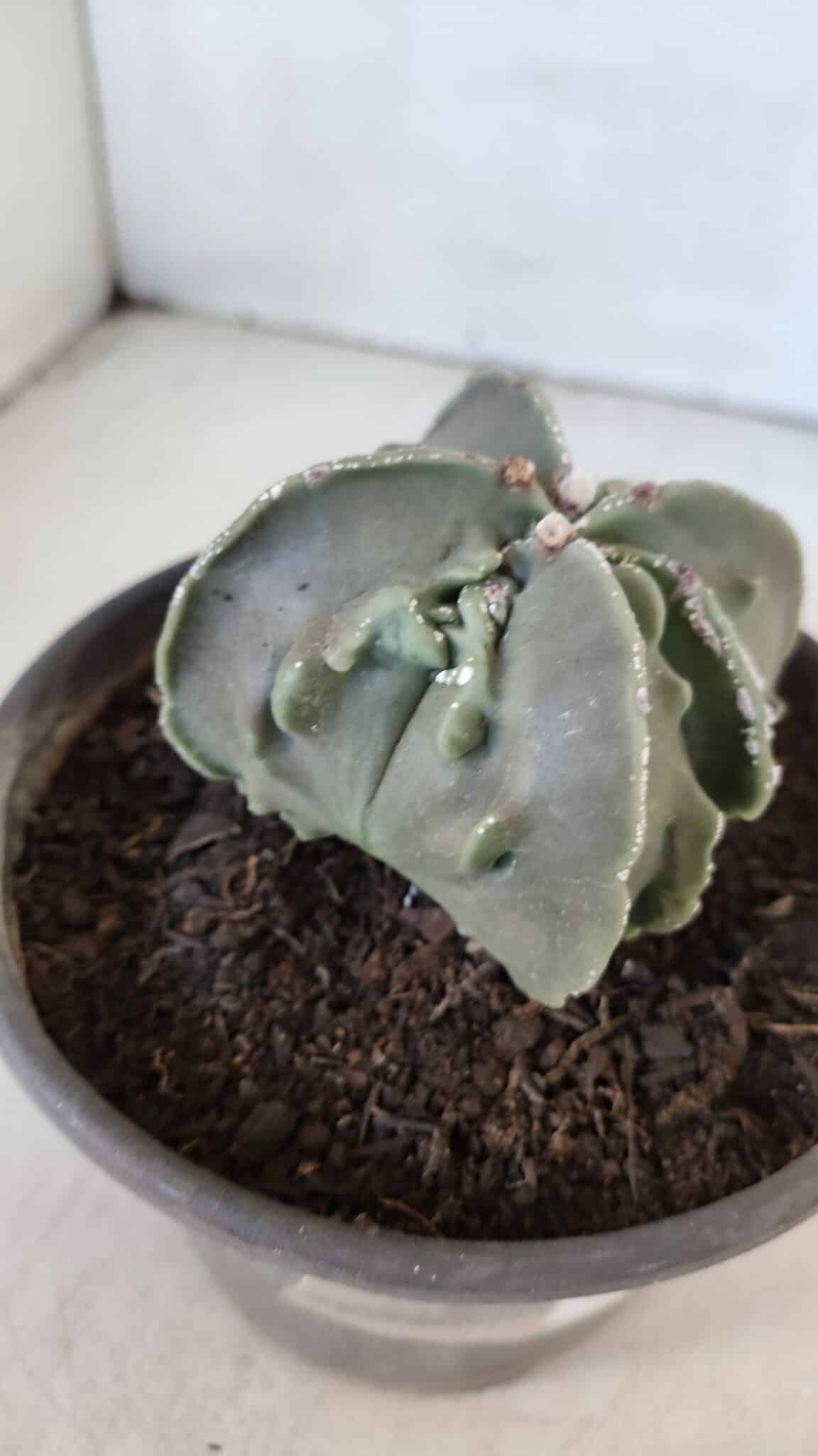 ASTROPHYTUM MYRIOSTIGMA cv FUKURYU "4 QUINAS"  Nº 1002 – vaso 15
