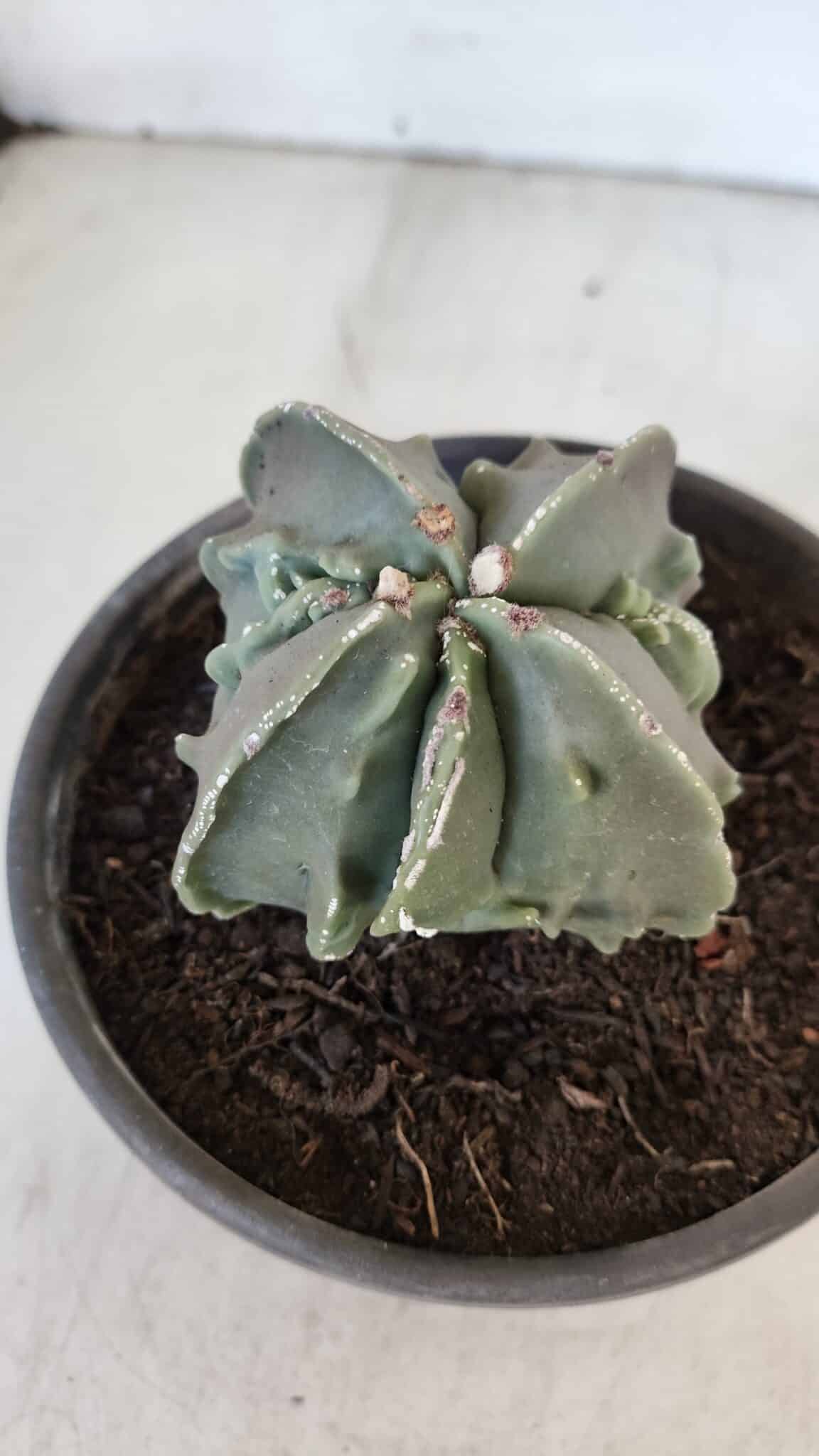 ASTROPHYTUM MYRIOSTIGMA cv FUKURYU "4 QUINAS"  Nº 1002 – vaso 15