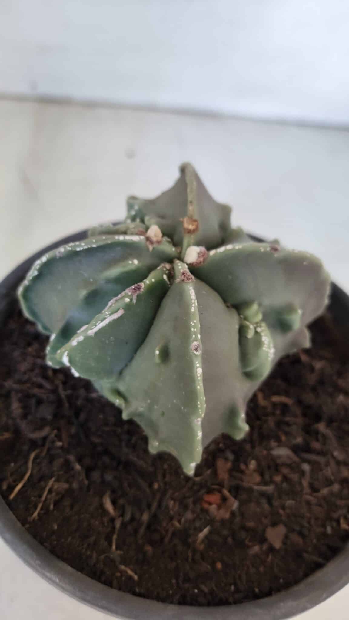 ASTROPHYTUM MYRIOSTIGMA cv FUKURYU "4 QUINAS"  Nº 1002 – vaso 15