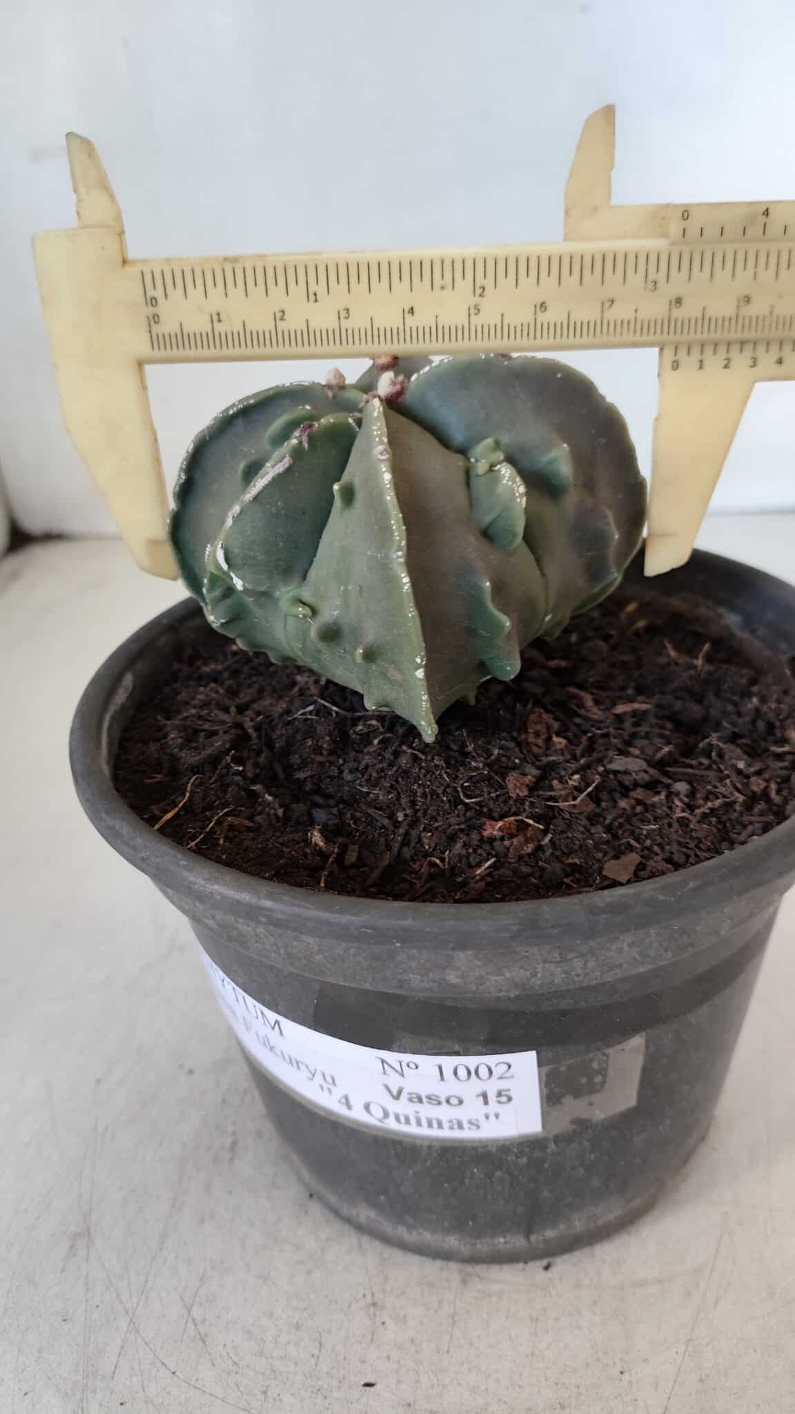 ASTROPHYTUM MYRIOSTIGMA cv FUKURYU "4 QUINAS"  Nº 1002 – vaso 15