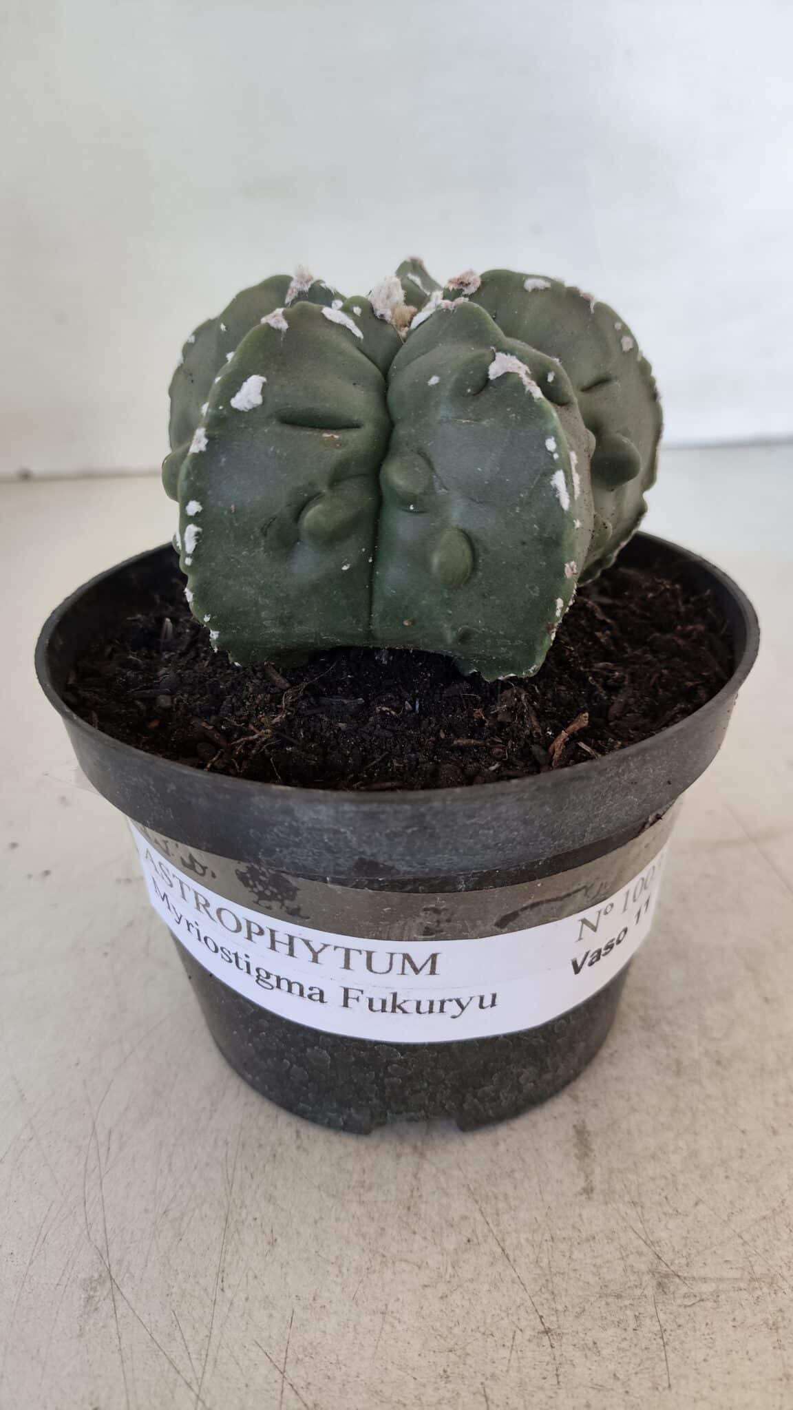 ASTROPHYTUM MYRIOSTIGMA cv FUKURYU  Nº 1003 – vaso 11