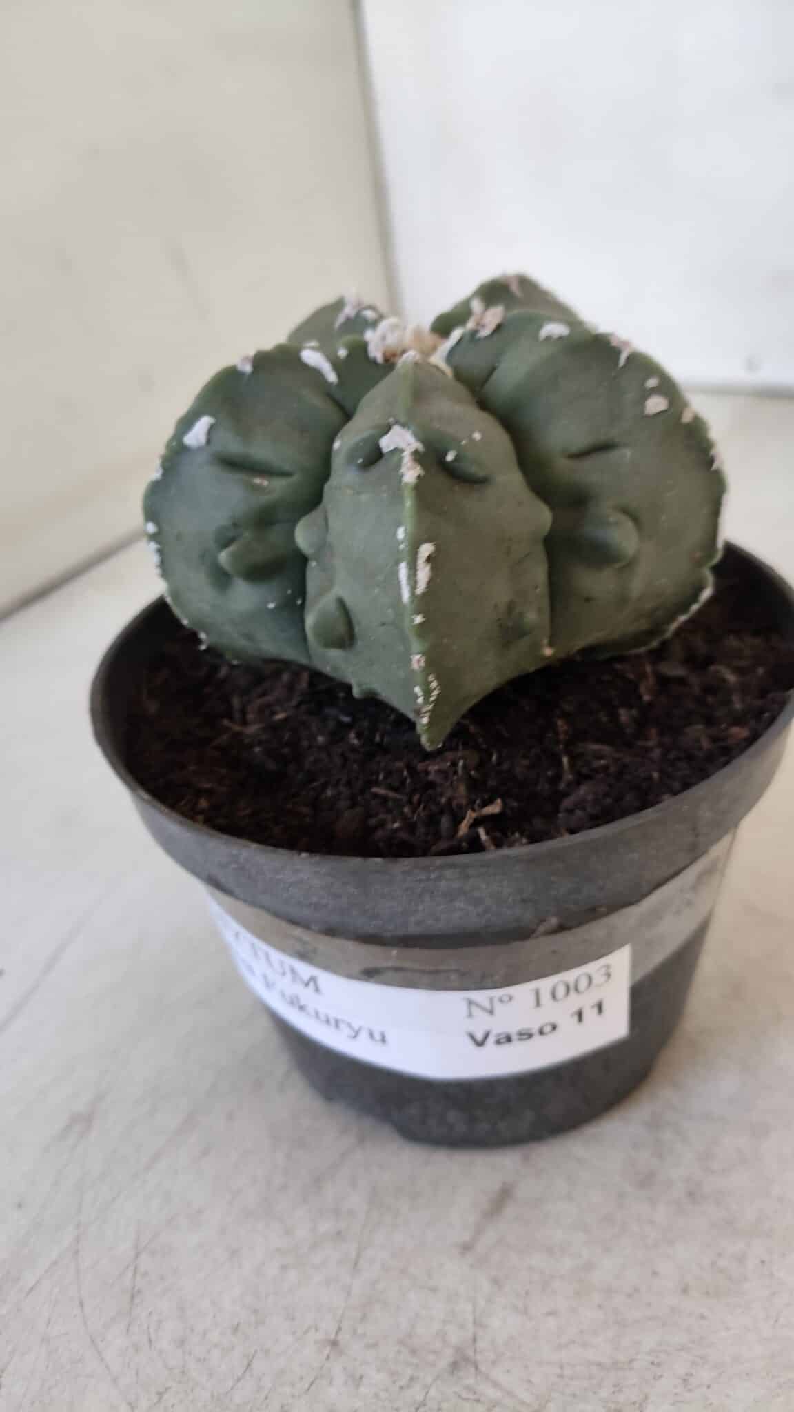 ASTROPHYTUM MYRIOSTIGMA cv FUKURYU  Nº 1003 – vaso 11