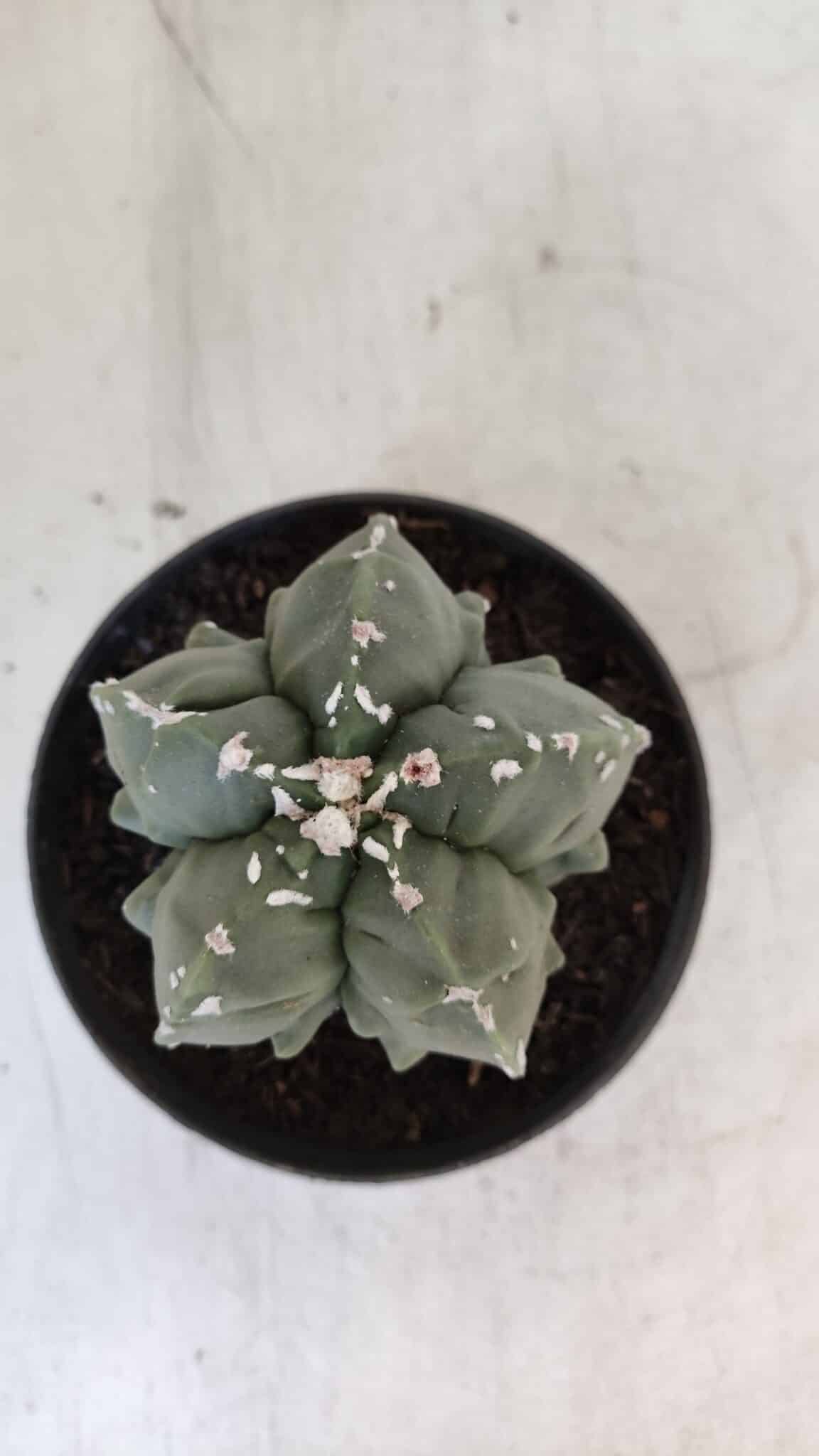 ASTROPHYTUM MYRIOSTIGMA cv FUKURYU  Nº 1003 – vaso 11