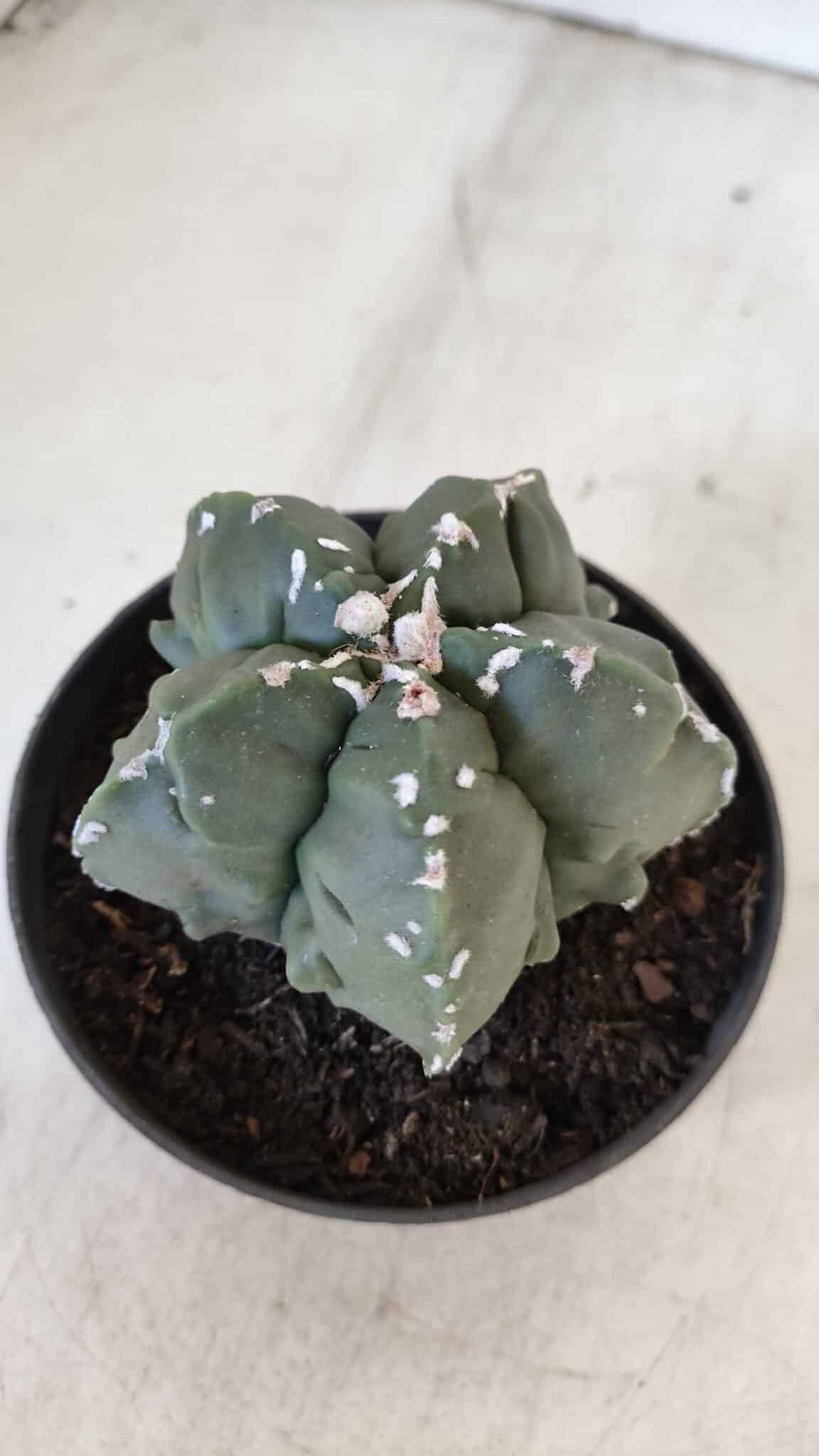 ASTROPHYTUM MYRIOSTIGMA cv FUKURYU  Nº 1003 – vaso 11