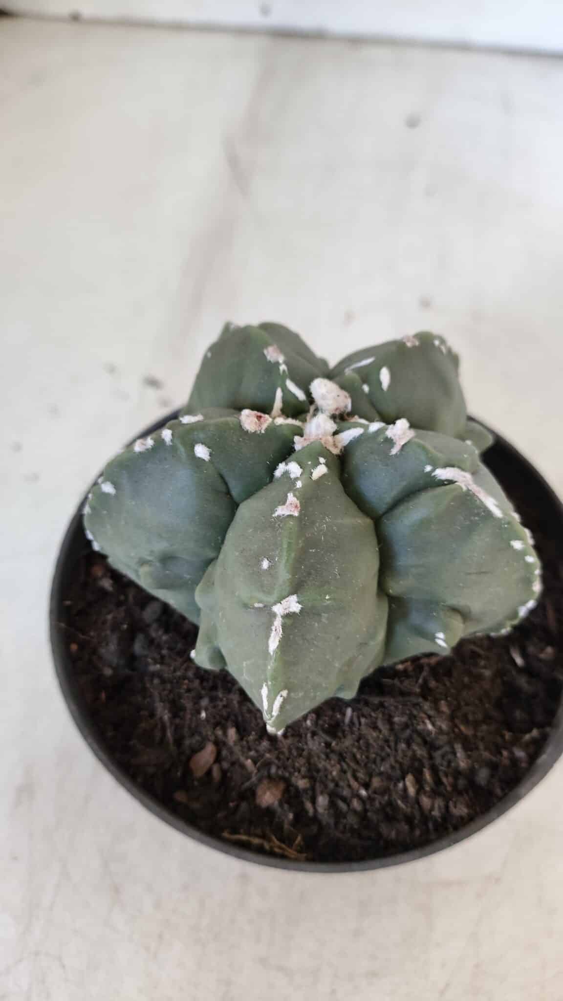 ASTROPHYTUM MYRIOSTIGMA cv FUKURYU  Nº 1003 – vaso 11