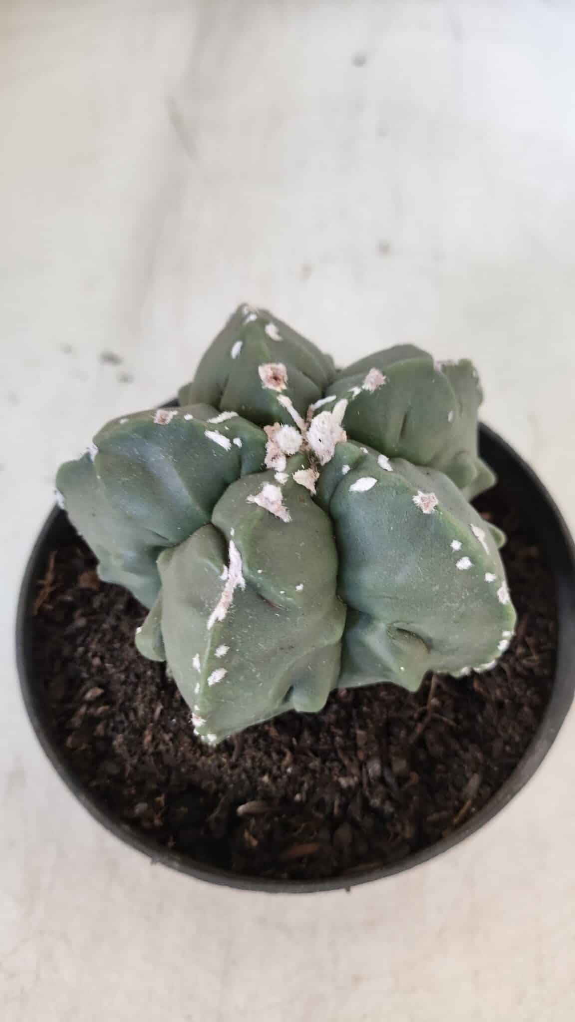 ASTROPHYTUM MYRIOSTIGMA cv FUKURYU  Nº 1003 – vaso 11