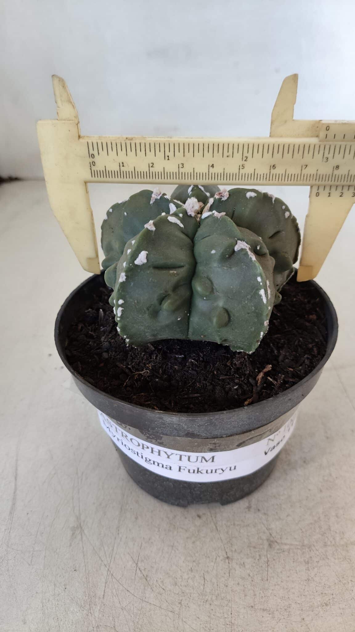 ASTROPHYTUM MYRIOSTIGMA cv FUKURYU  Nº 1003 – vaso 11