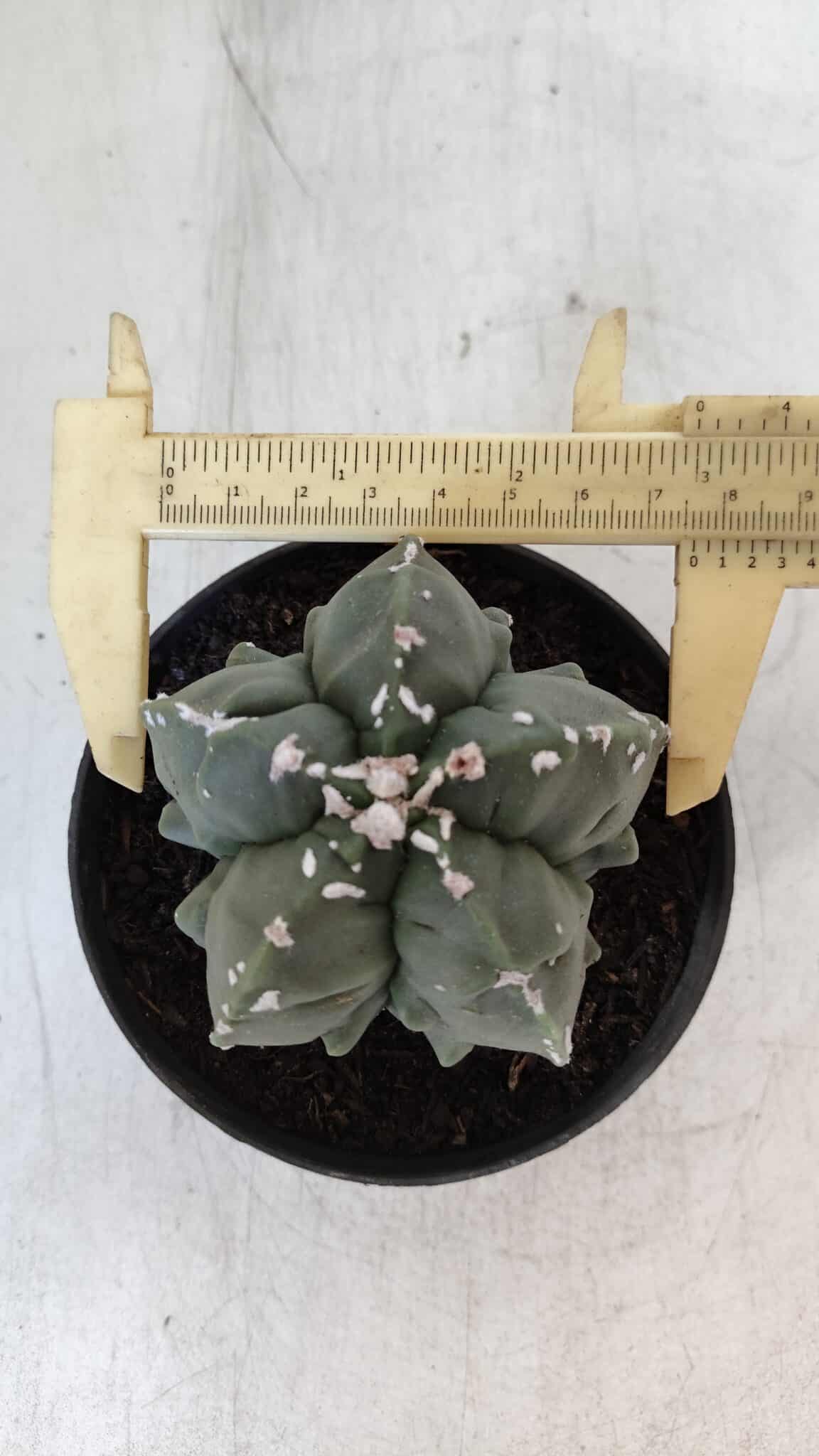 ASTROPHYTUM MYRIOSTIGMA cv FUKURYU  Nº 1003 – vaso 11