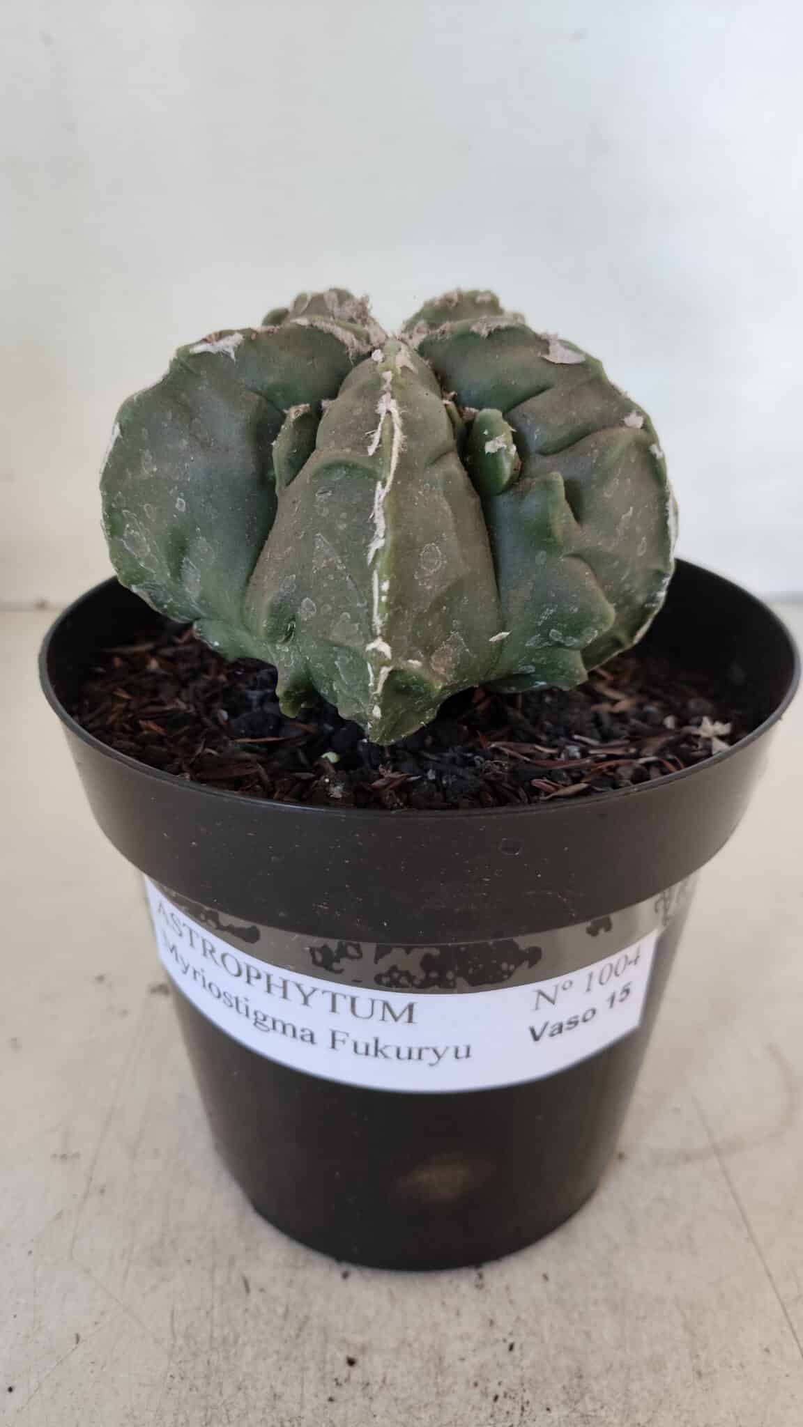 ASTROPHYTUM MYRIOSTIGMA cv FUKURYU  Nº 1004 – vaso 15