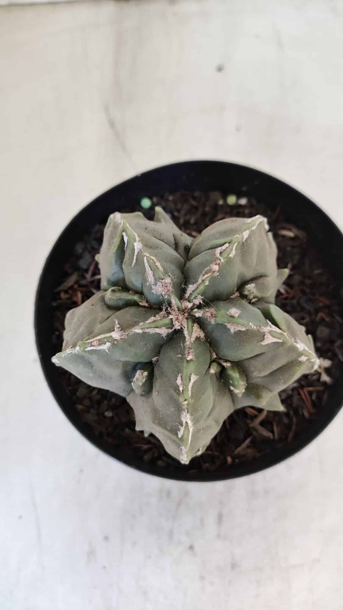 ASTROPHYTUM MYRIOSTIGMA cv FUKURYU  Nº 1004 – vaso 15