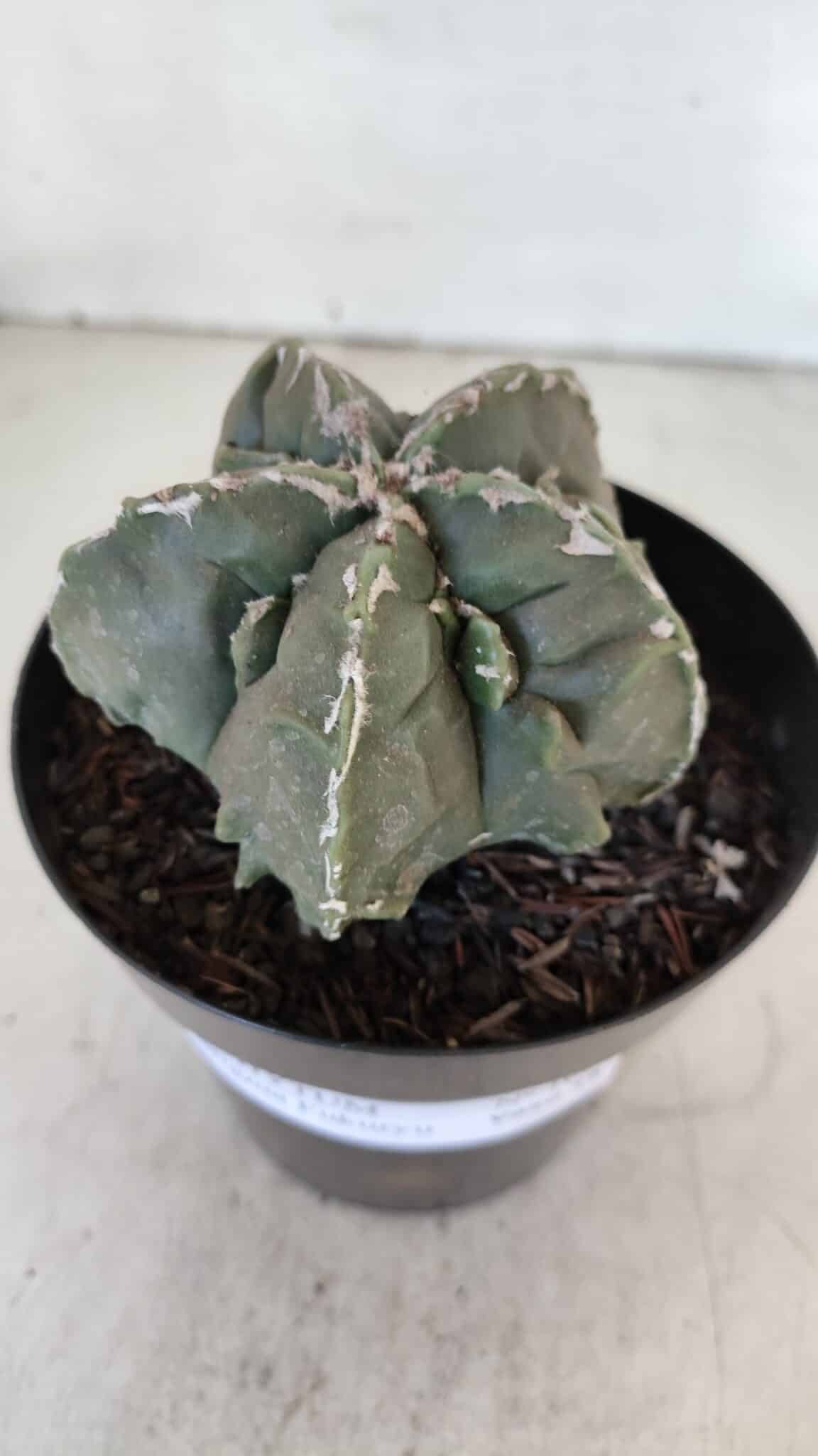 ASTROPHYTUM MYRIOSTIGMA cv FUKURYU  Nº 1004 – vaso 15