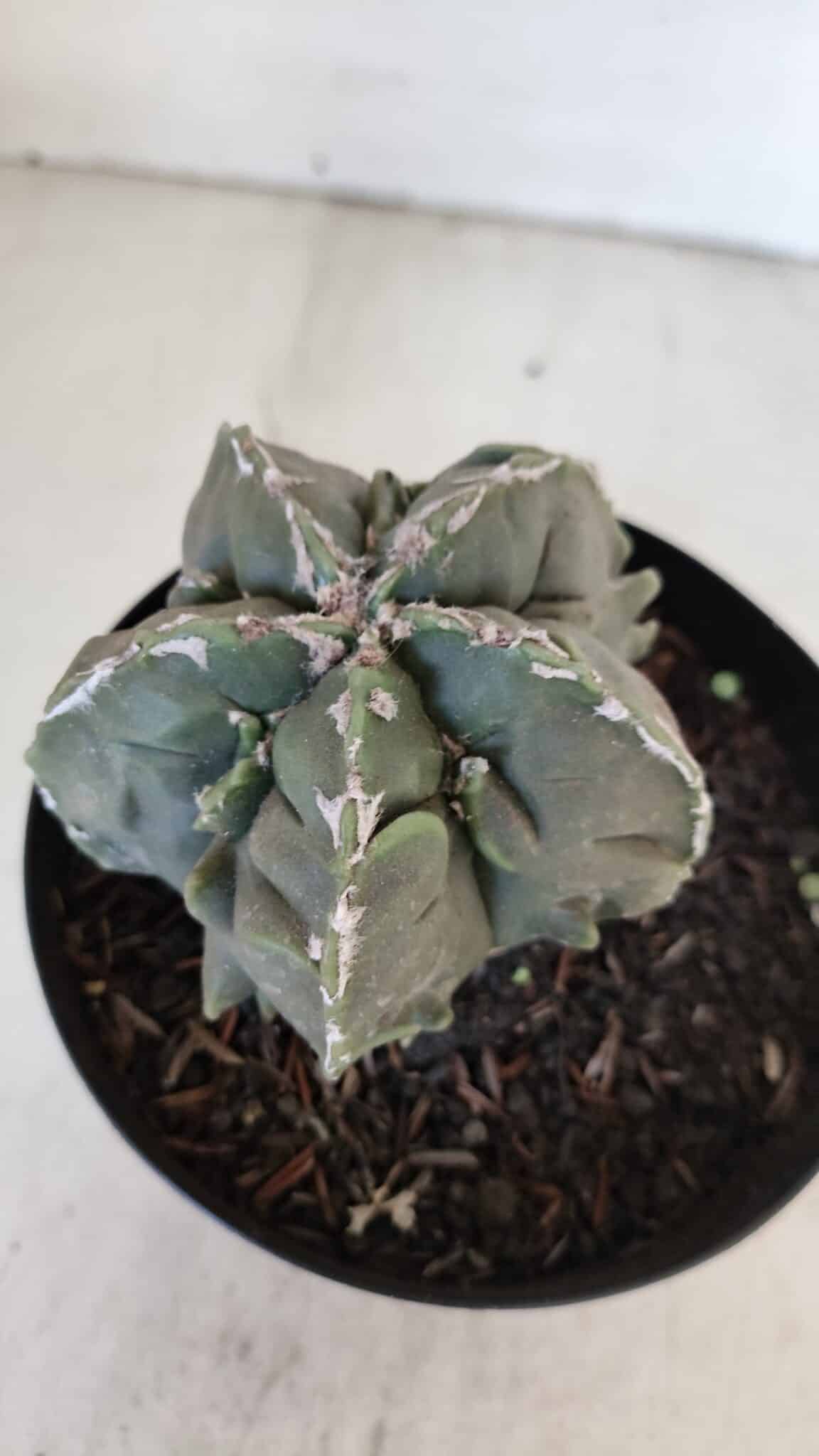 ASTROPHYTUM MYRIOSTIGMA cv FUKURYU  Nº 1004 – vaso 15