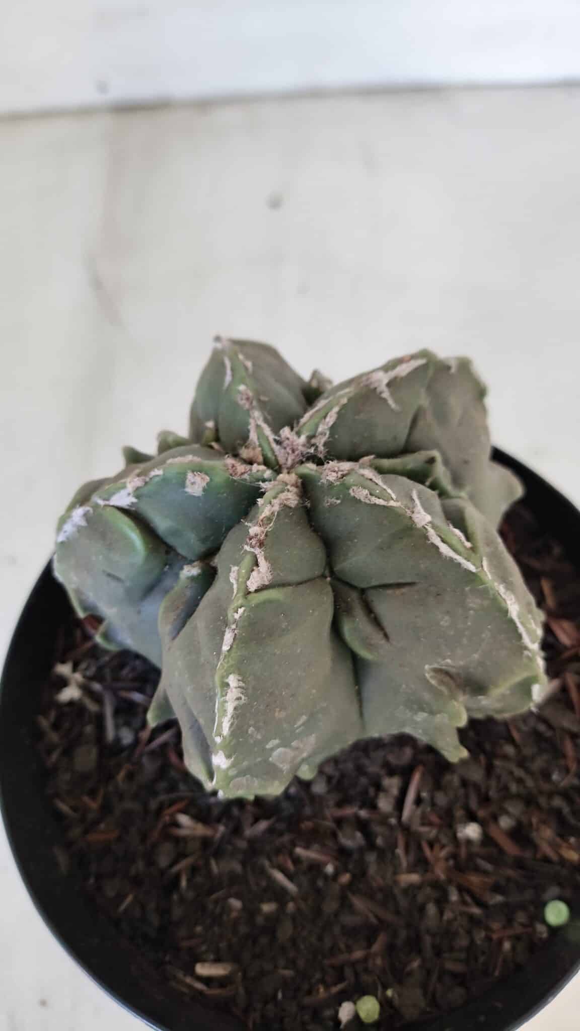 ASTROPHYTUM MYRIOSTIGMA cv FUKURYU  Nº 1004 – vaso 15