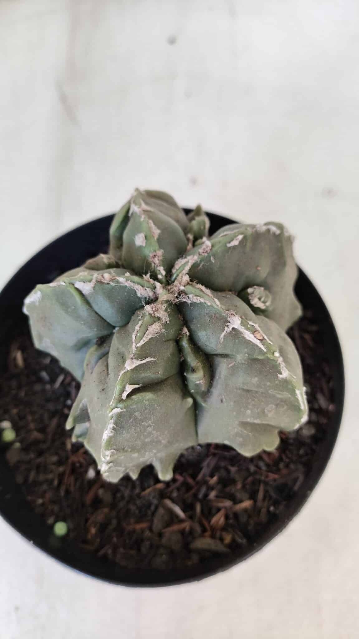 ASTROPHYTUM MYRIOSTIGMA cv FUKURYU  Nº 1004 – vaso 15
