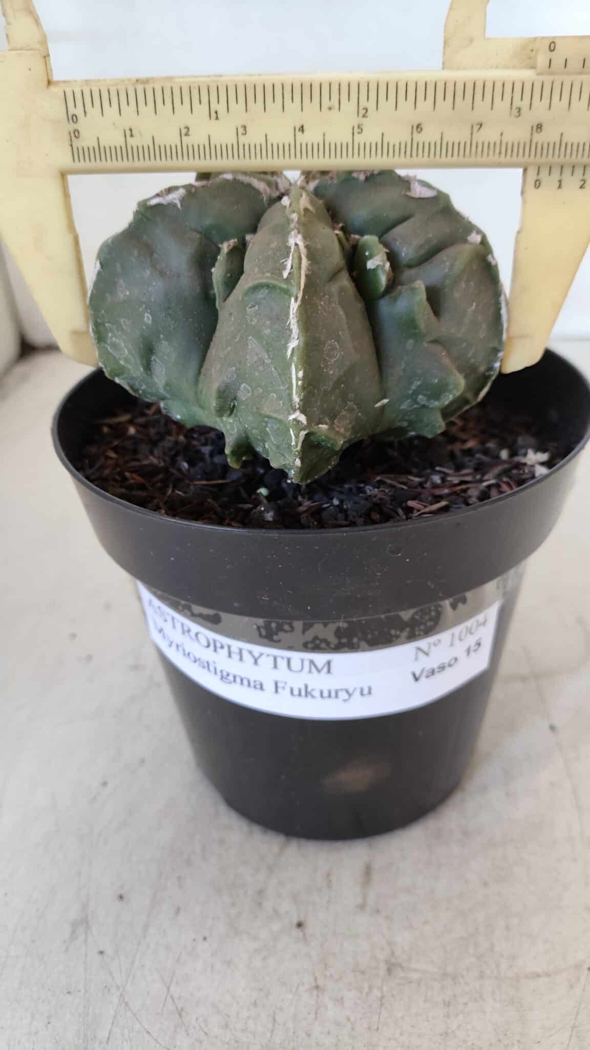 ASTROPHYTUM MYRIOSTIGMA cv FUKURYU  Nº 1004 – vaso 15