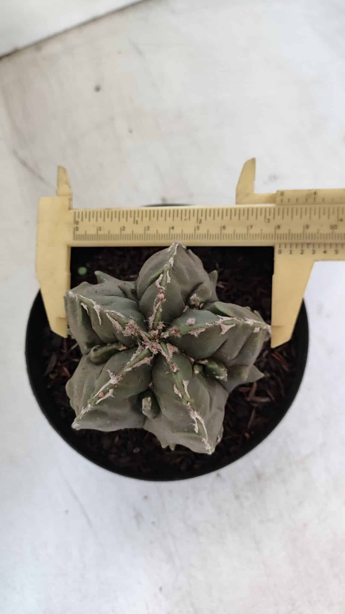 ASTROPHYTUM MYRIOSTIGMA cv FUKURYU  Nº 1004 – vaso 15