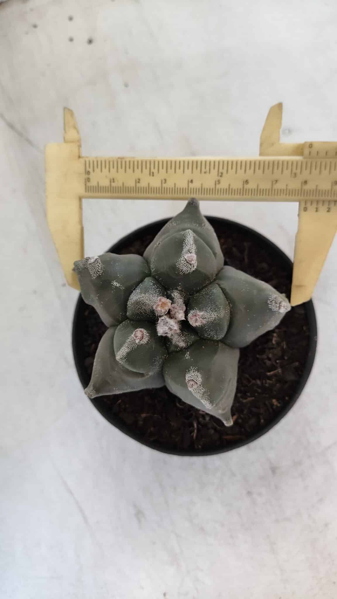 ASTROPHYTUM MYRIOSTIGMA cv FUKURYU  Nº 1005 – vaso 11