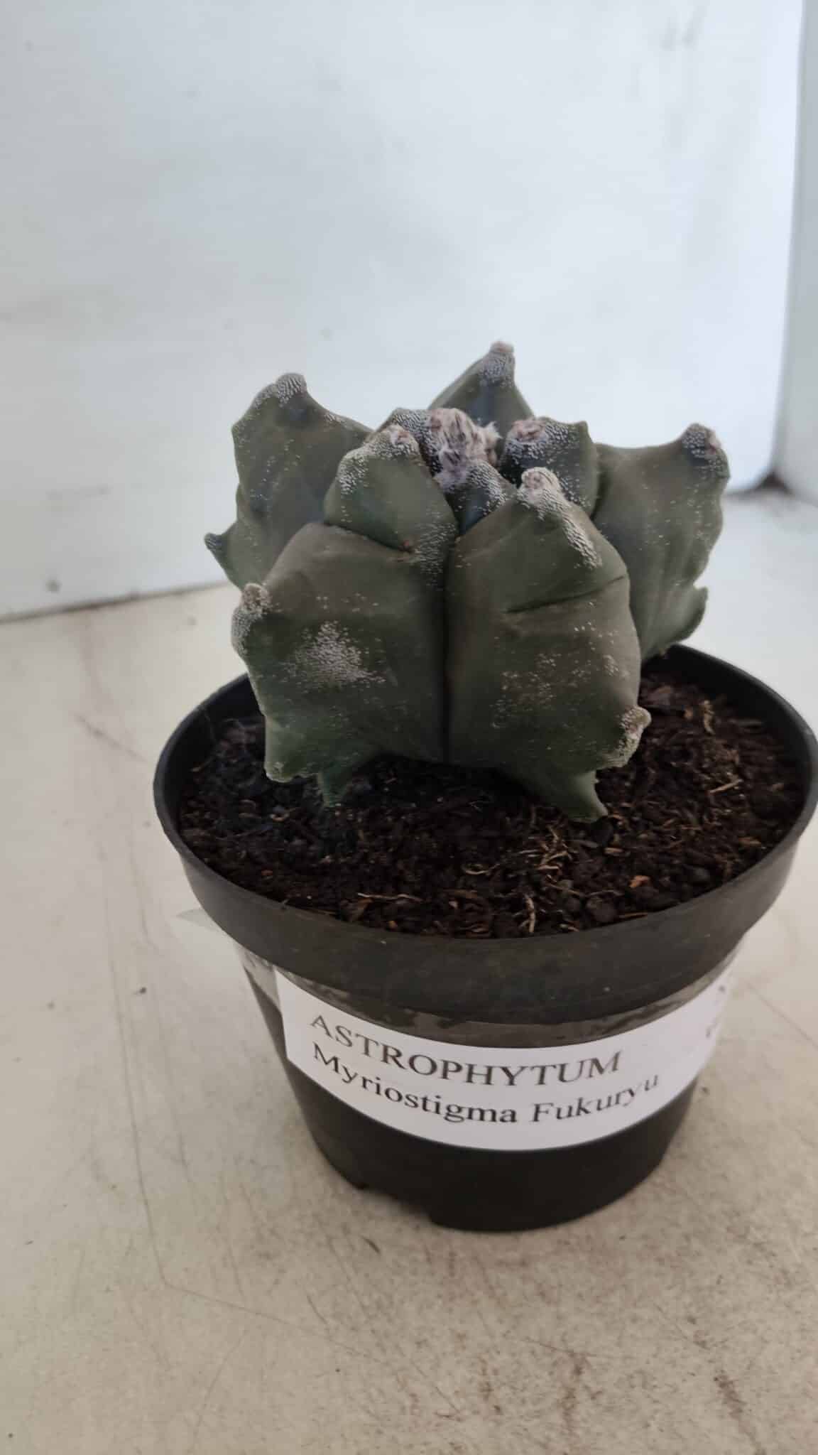 ASTROPHYTUM MYRIOSTIGMA cv FUKURYU  Nº 1005 – vaso 11