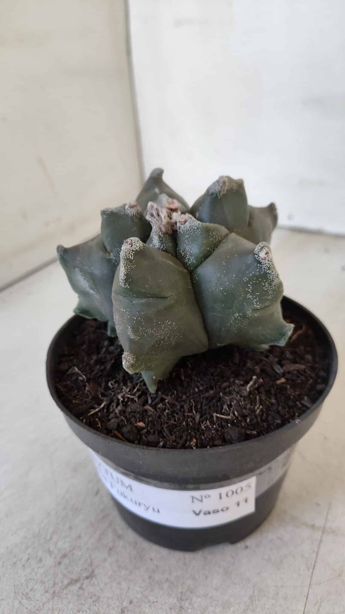 ASTROPHYTUM MYRIOSTIGMA cv FUKURYU  Nº 1005 – vaso 11