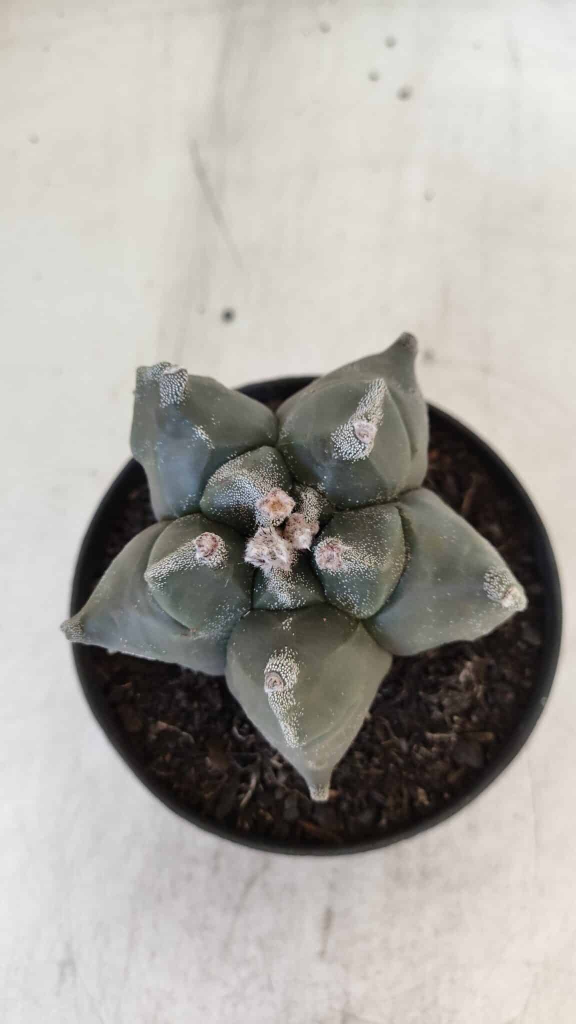 ASTROPHYTUM MYRIOSTIGMA cv FUKURYU  Nº 1005 – vaso 11