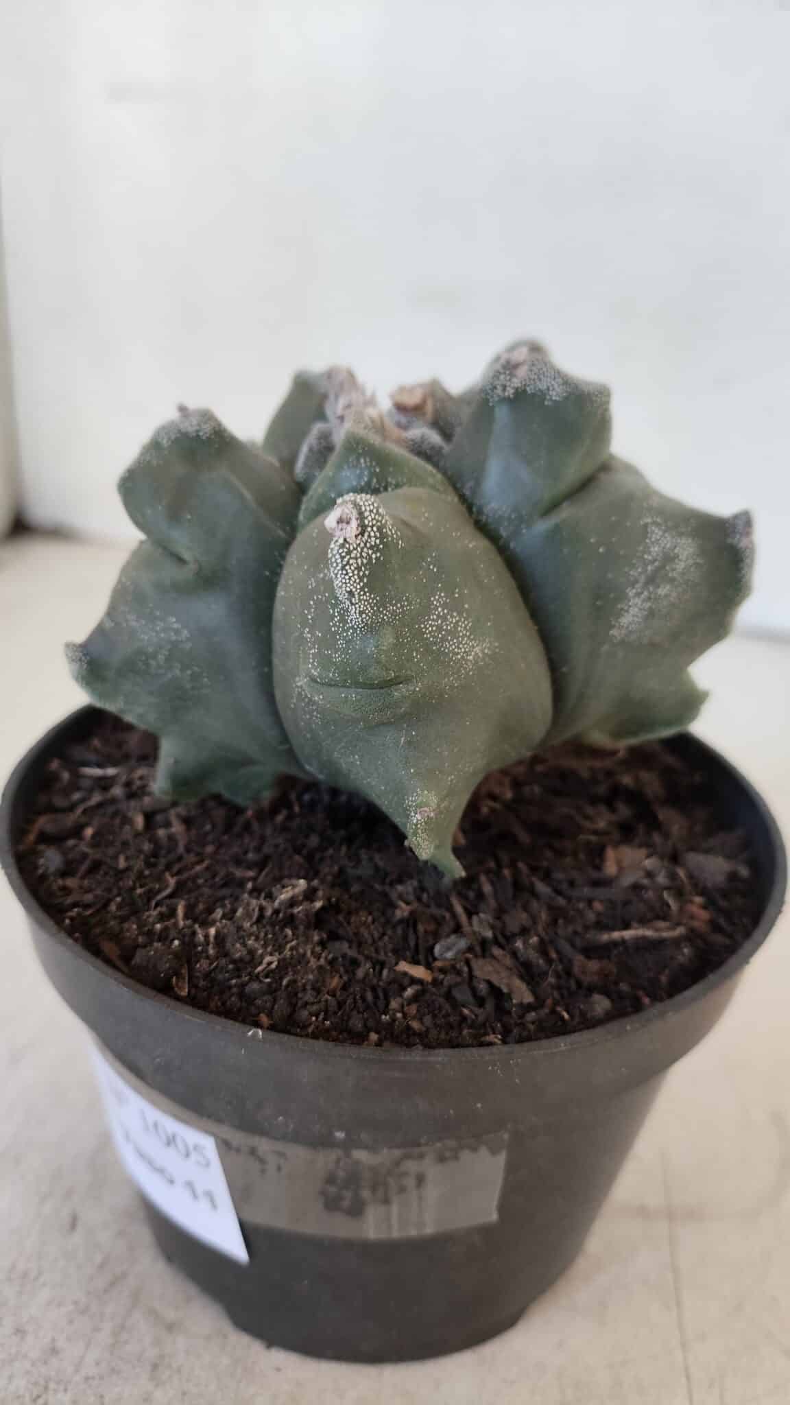ASTROPHYTUM MYRIOSTIGMA cv FUKURYU  Nº 1005 – vaso 11