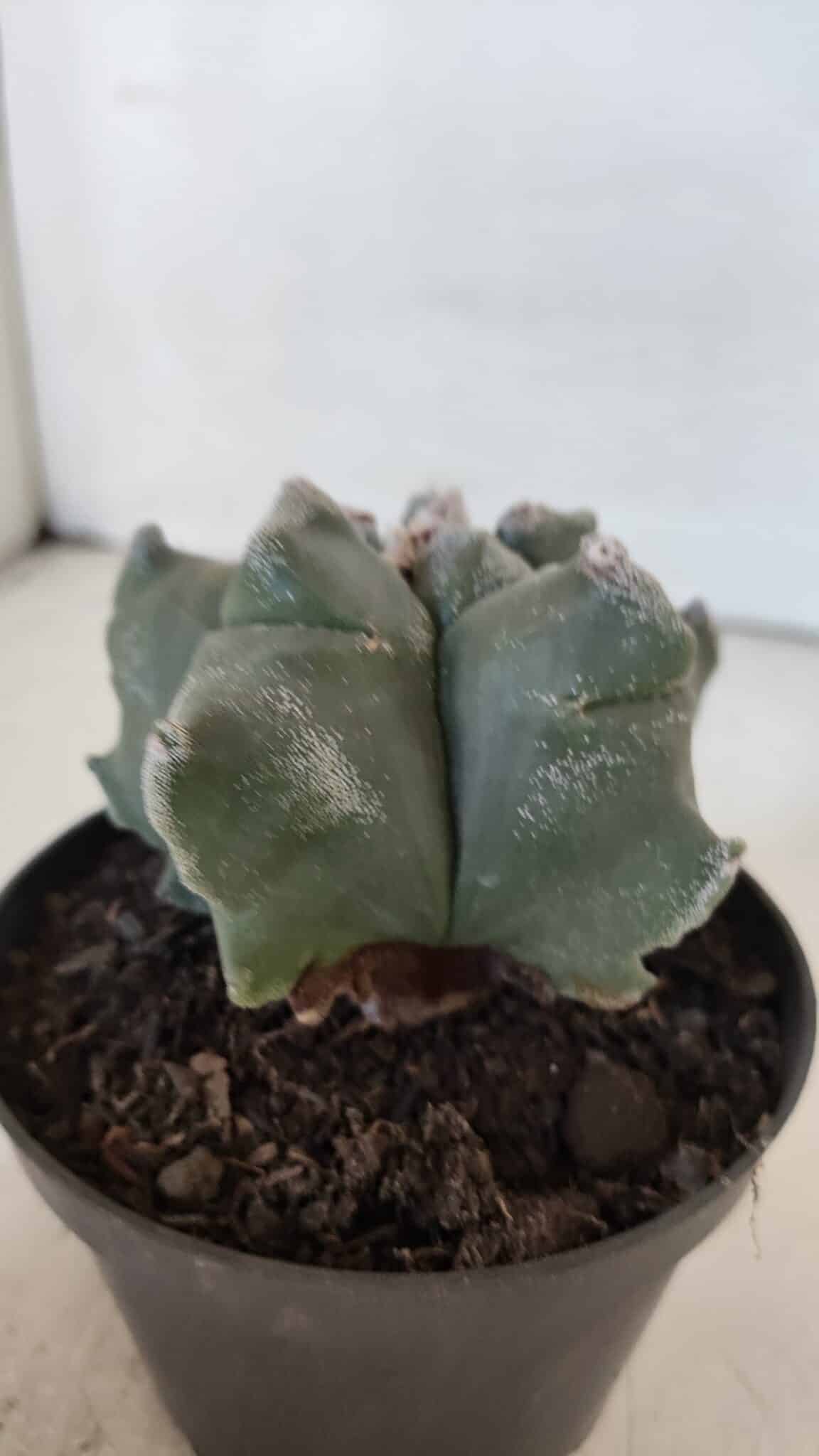 ASTROPHYTUM MYRIOSTIGMA cv FUKURYU  Nº 1005 – vaso 11