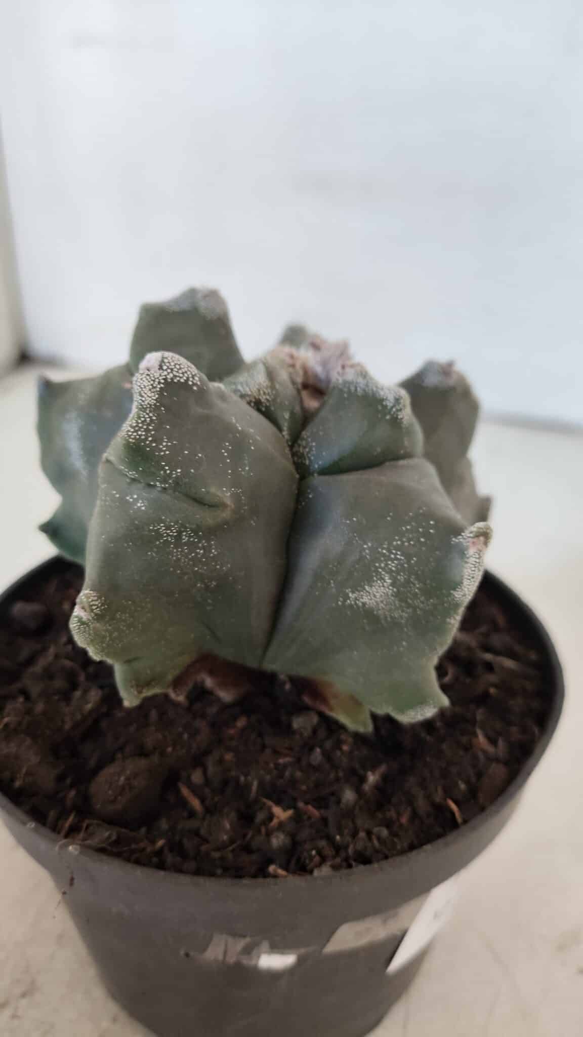 ASTROPHYTUM MYRIOSTIGMA cv FUKURYU  Nº 1005 – vaso 11