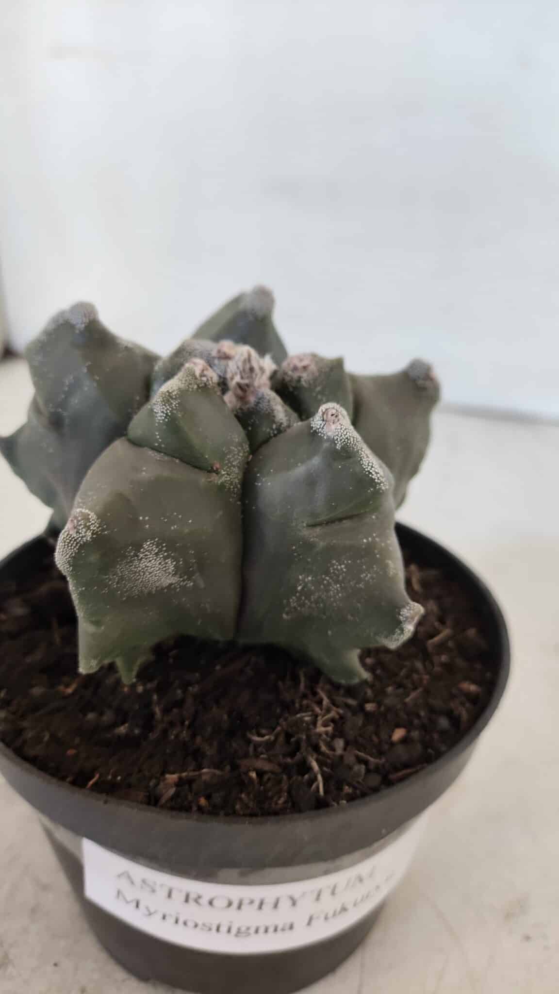 ASTROPHYTUM MYRIOSTIGMA cv FUKURYU  Nº 1005 – vaso 11