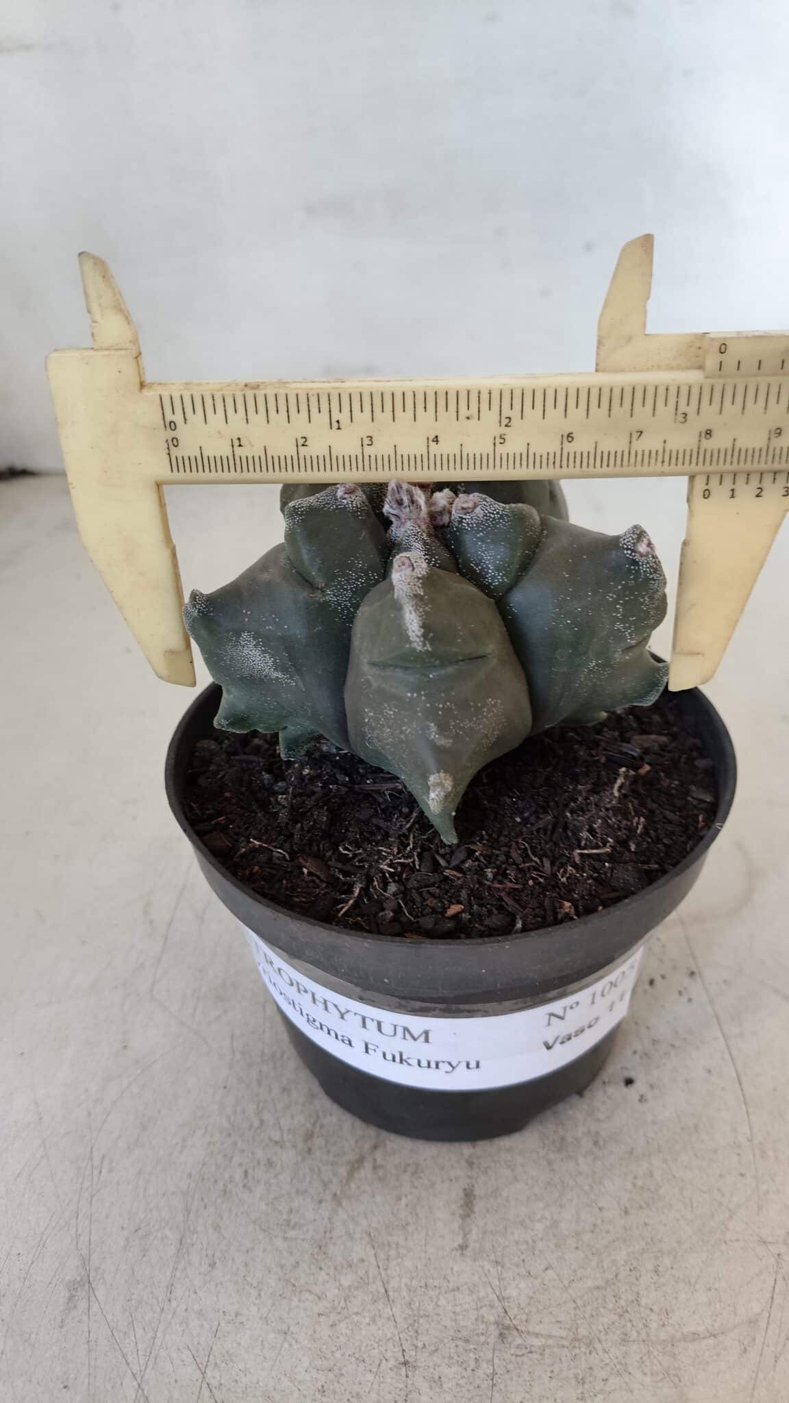 ASTROPHYTUM MYRIOSTIGMA cv FUKURYU  Nº 1005 – vaso 11