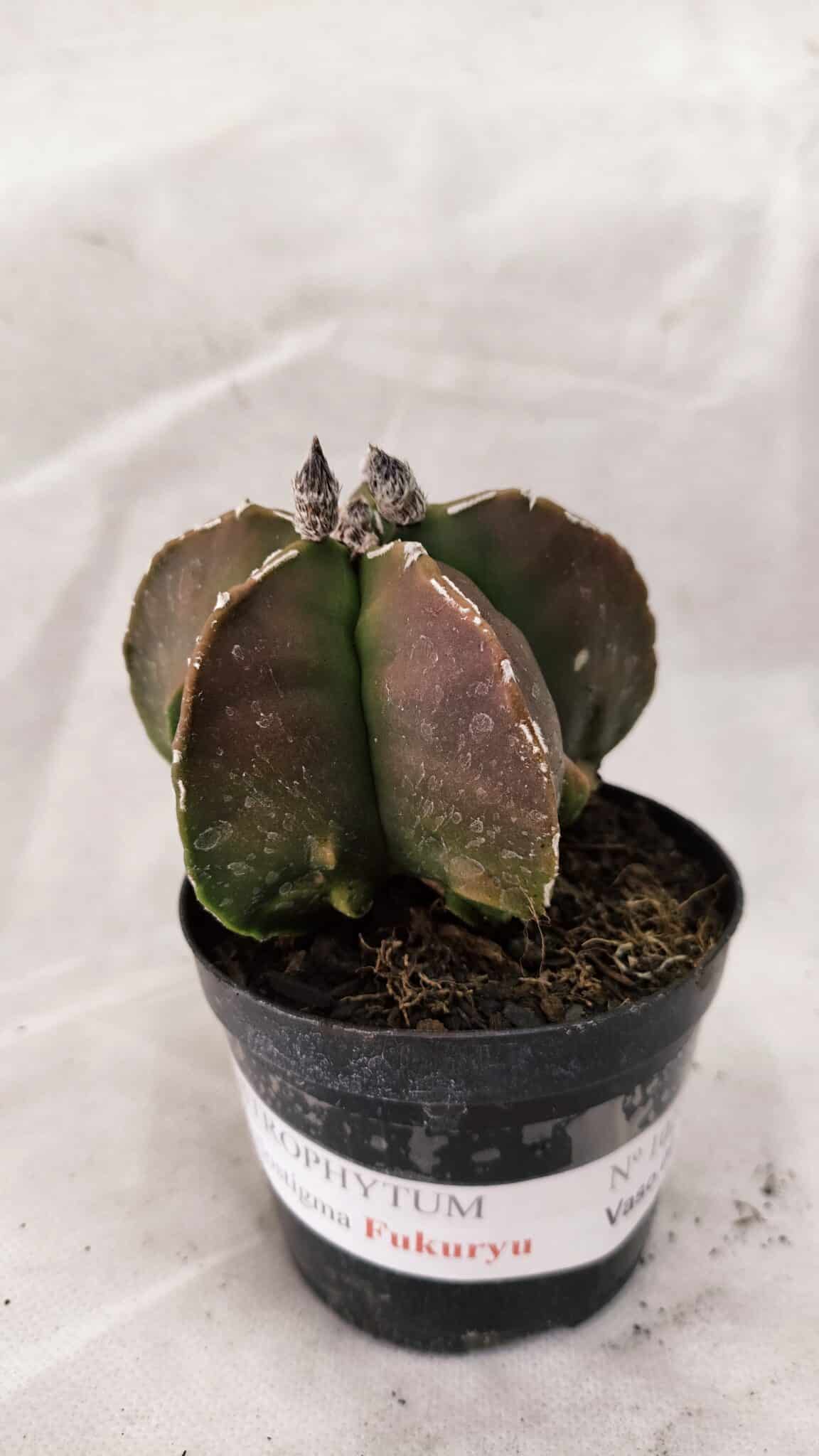 ASTROPHYTUM MYRIOSTIGMA "FUKURYU"  Nº 1021 – vaso 09 - foto 2