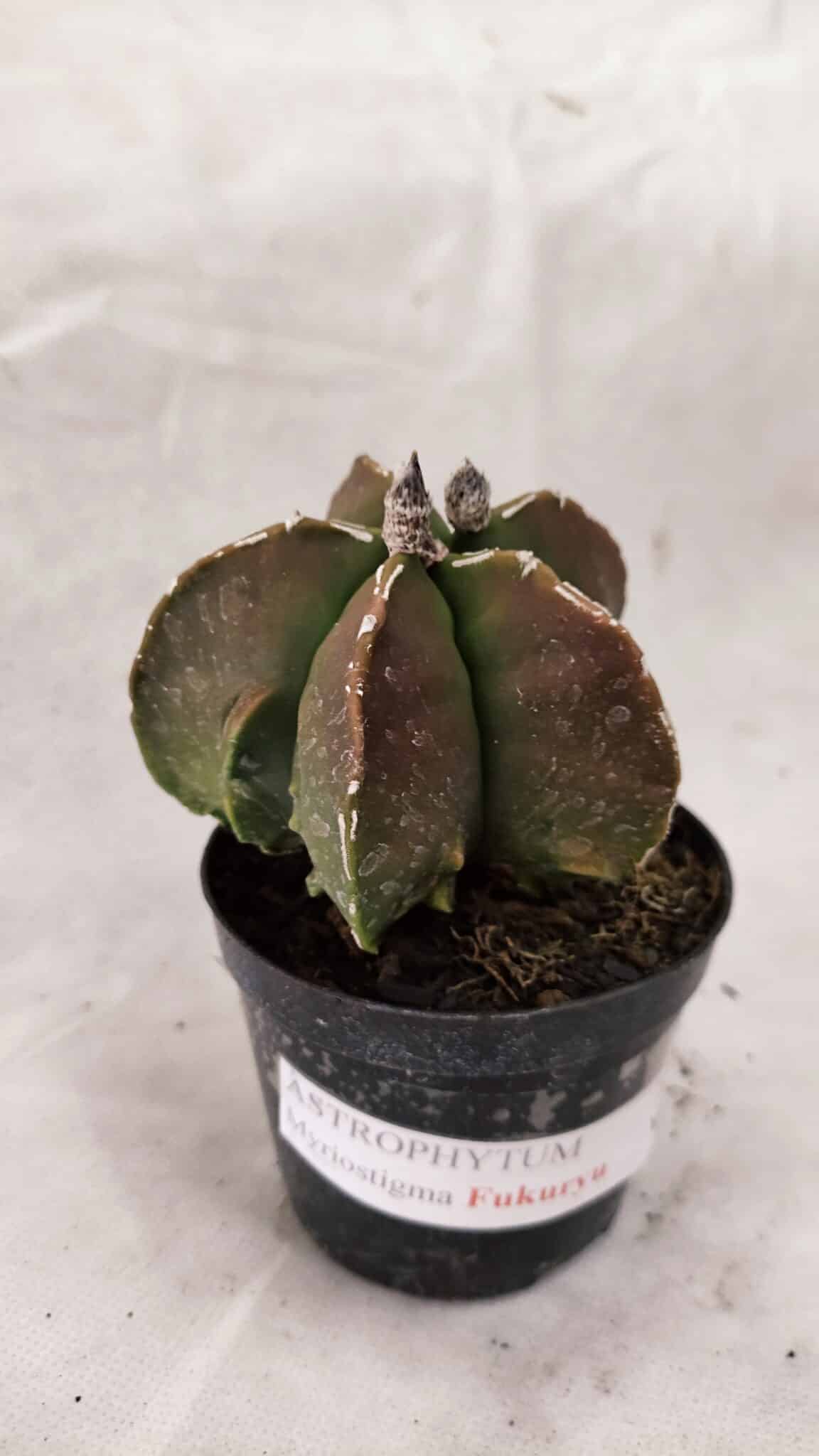 ASTROPHYTUM MYRIOSTIGMA "FUKURYU"  Nº 1021 – vaso 09 - foto 8