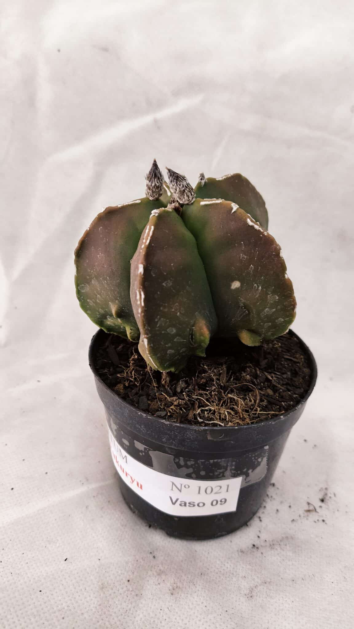 ASTROPHYTUM MYRIOSTIGMA "FUKURYU"  Nº 1021 – vaso 09 - foto 6