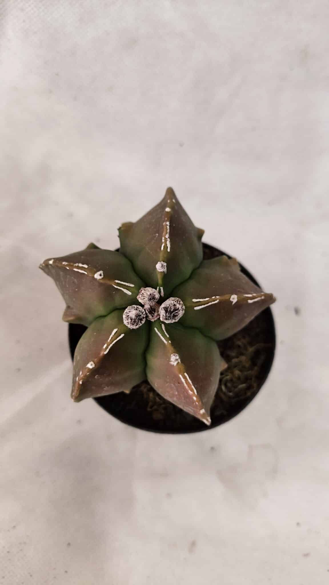 ASTROPHYTUM MYRIOSTIGMA "FUKURYU"  Nº 1021 – vaso 09 - foto 3