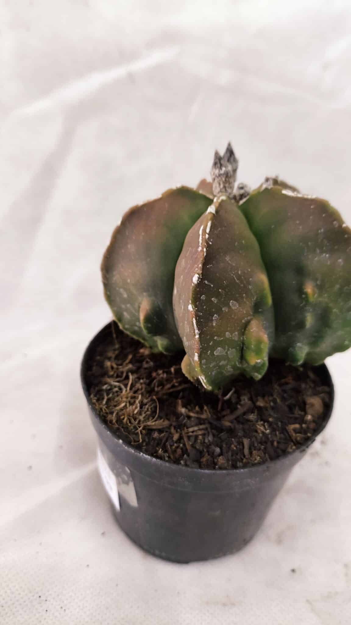 ASTROPHYTUM MYRIOSTIGMA "FUKURYU"  Nº 1021 – vaso 09 - foto 7
